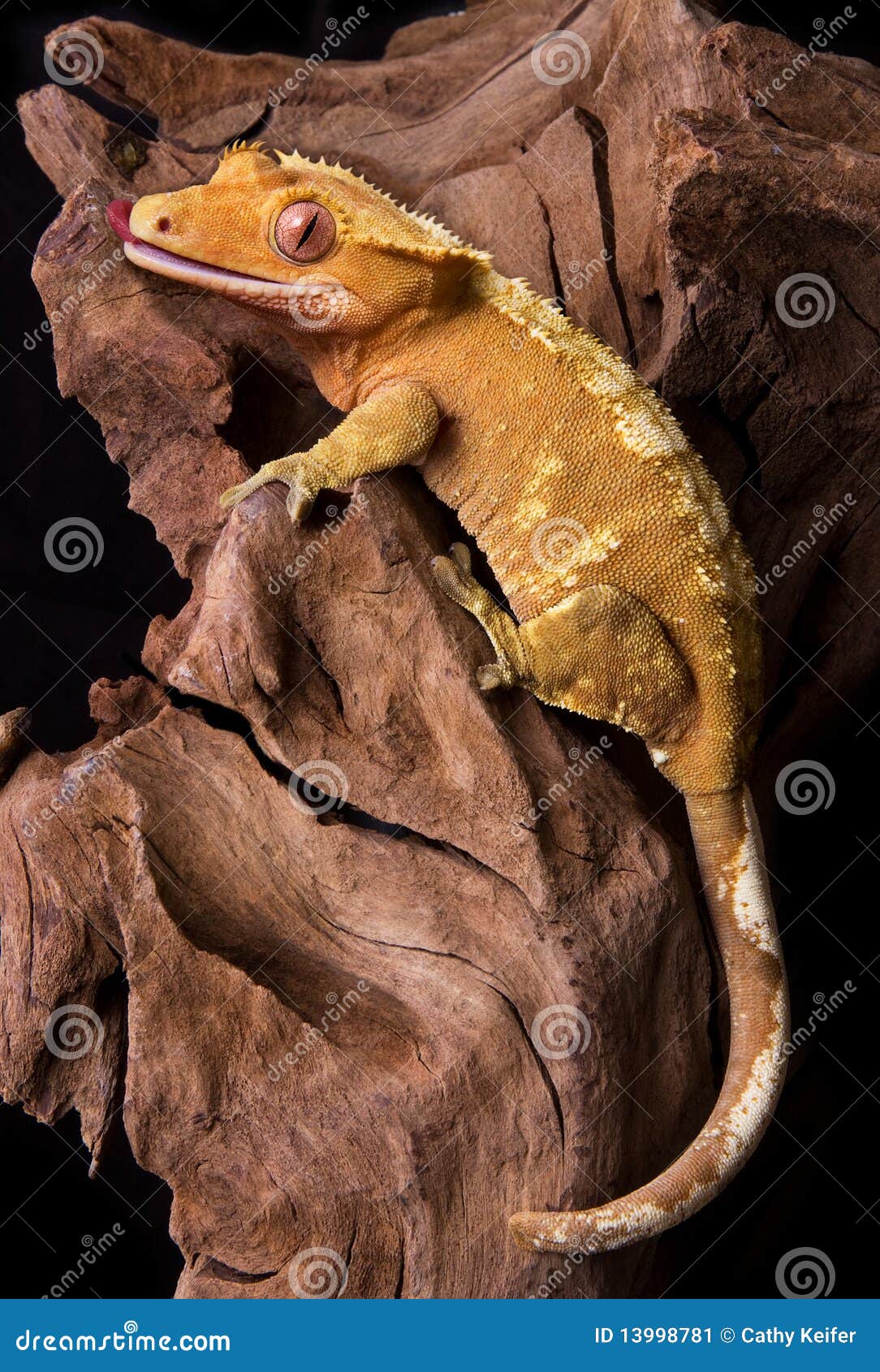 Crested Gecko on Petrified Wood Stock Image Image of scales, gecko