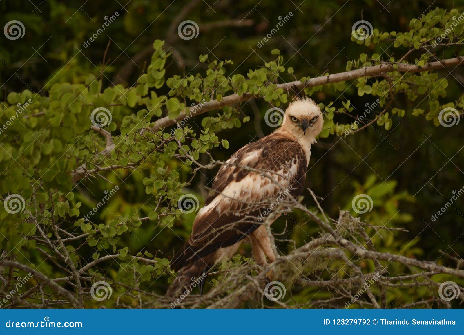 crested hawk eagle nisaetus cirrhatus locally fairly common breeding resident throughout