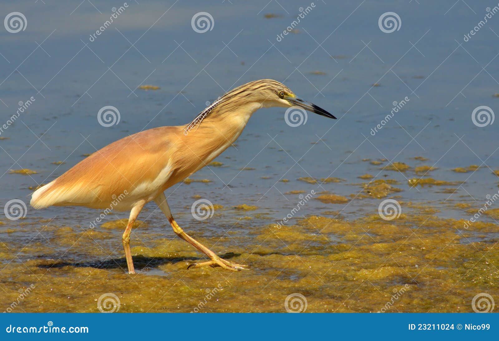 Crested Heron Walking in the Marsh Stock Photo - Image of aquatic, bird ...