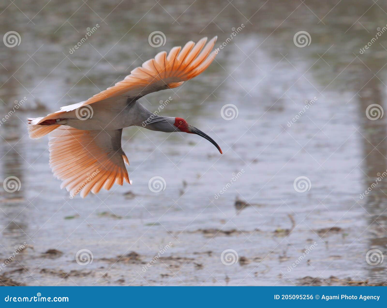 crested ibis, nipponia nippon