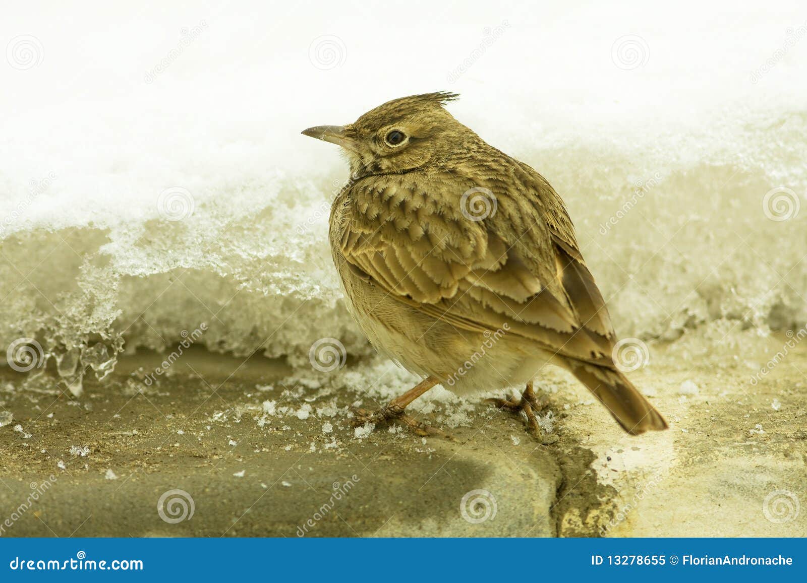 crested lark ( galerida cristata)