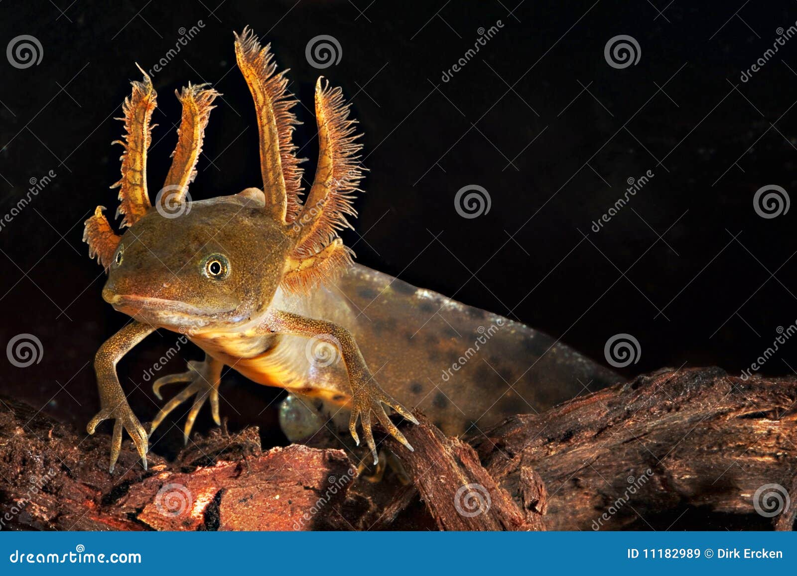 crested newt tadpole water salamander amphibian