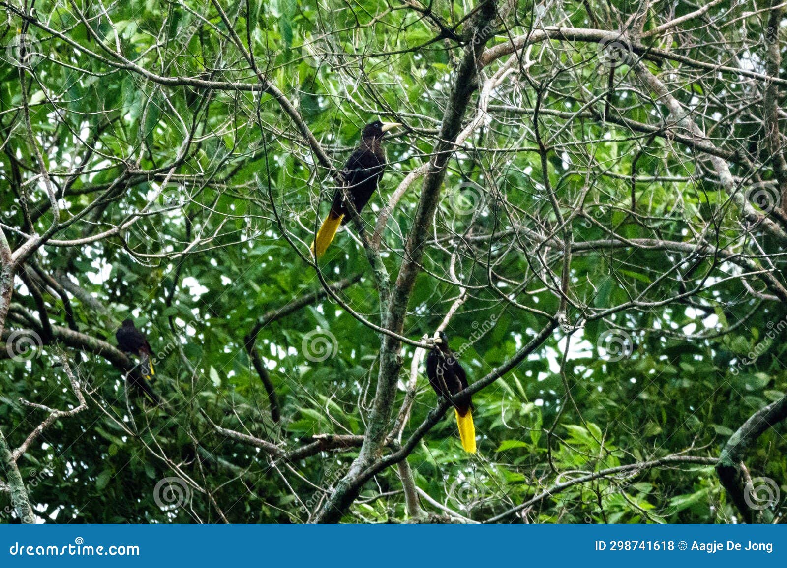 two crested oropendola at asa wright in trinidad and tobago