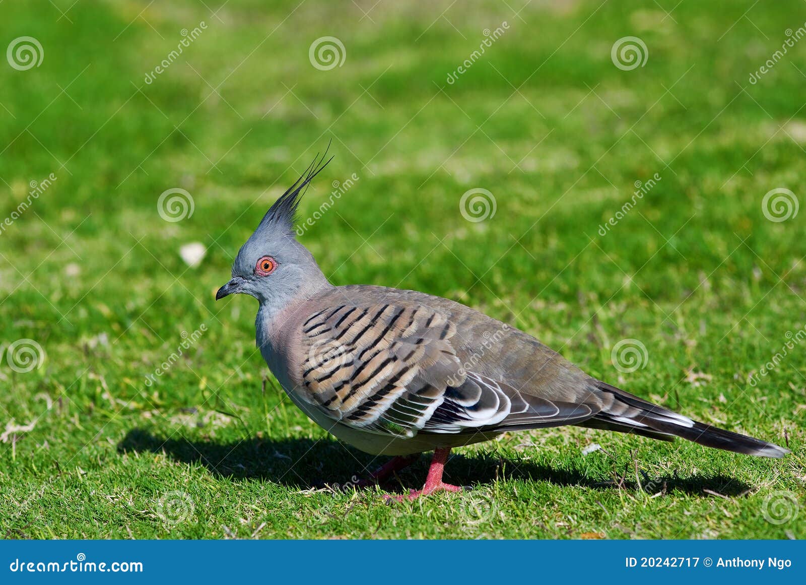 Crested Pigeon Australian Bird Stock Image Image of feathers, bird