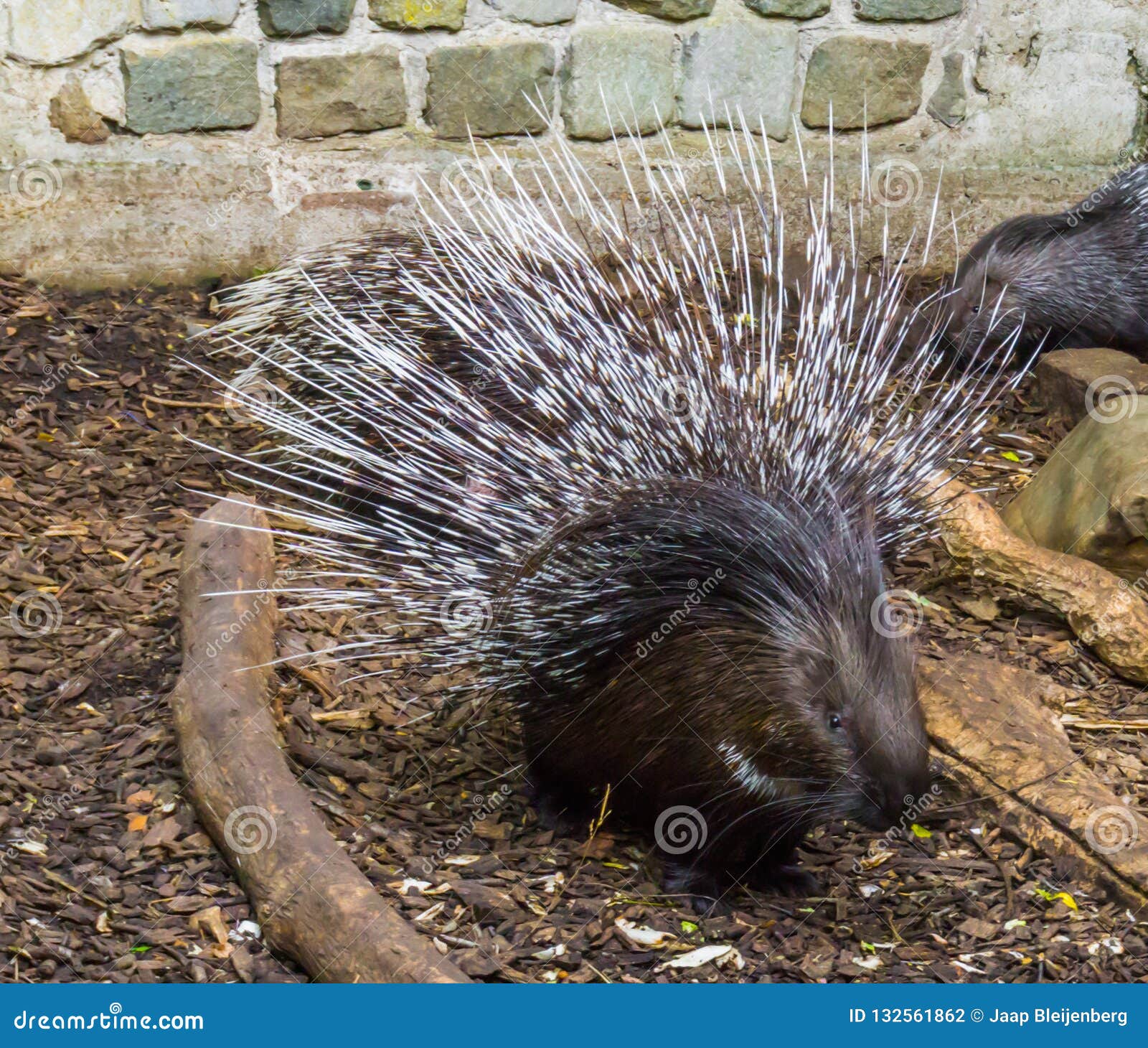 crested-porcupine-raising-spreading-its-quills-to-defend-child-defensive-threatening-pose-132561862.jpg