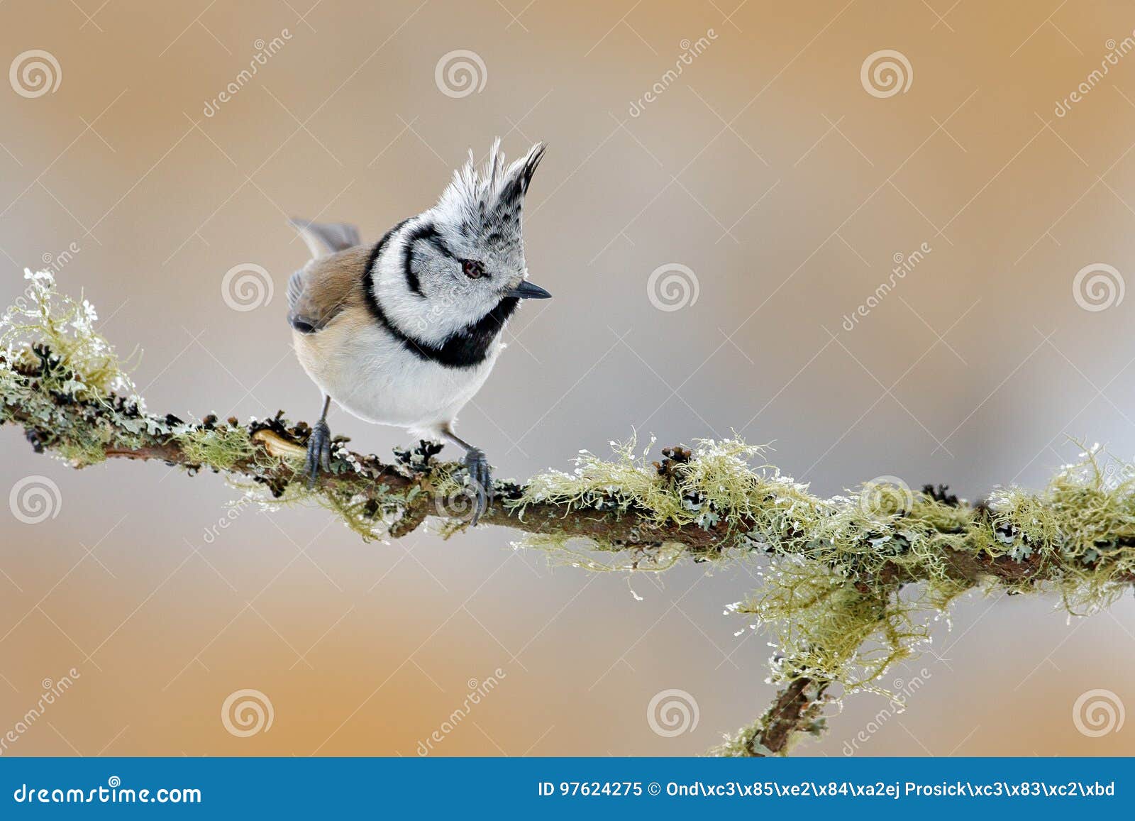 14,696 Lichen Branch Stock Photos - Free & Royalty-Free Stock Photos from  Dreamstime