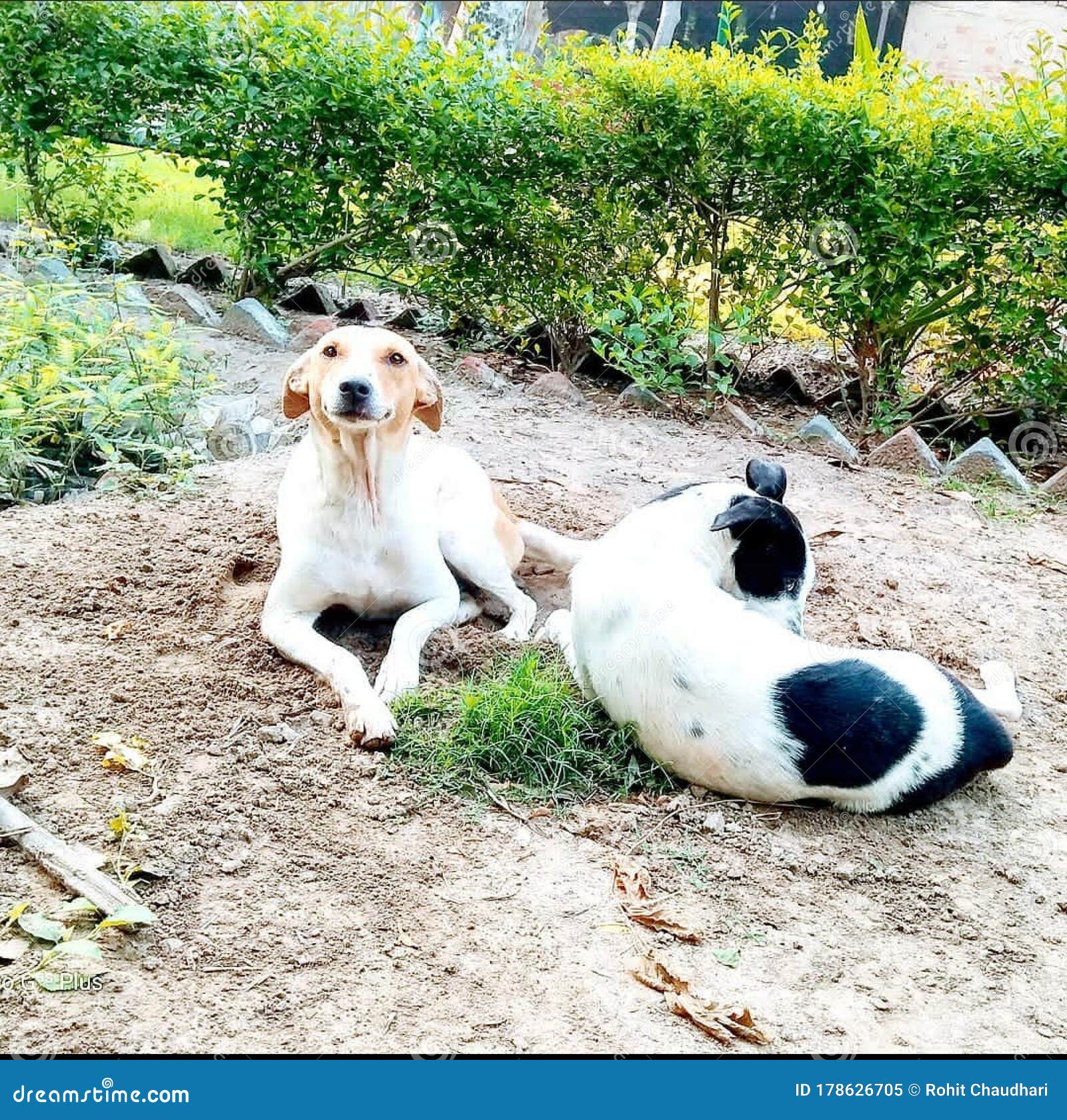 how much do cretan hound puppies cost