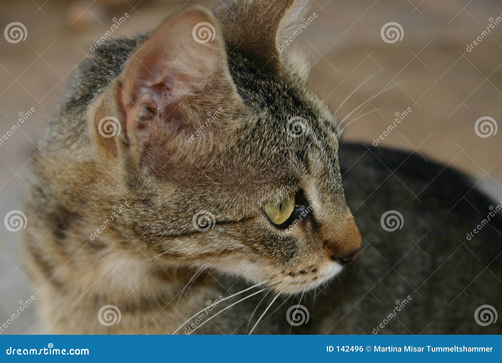Crete / Cat Begging For Food Picture. Image 142496