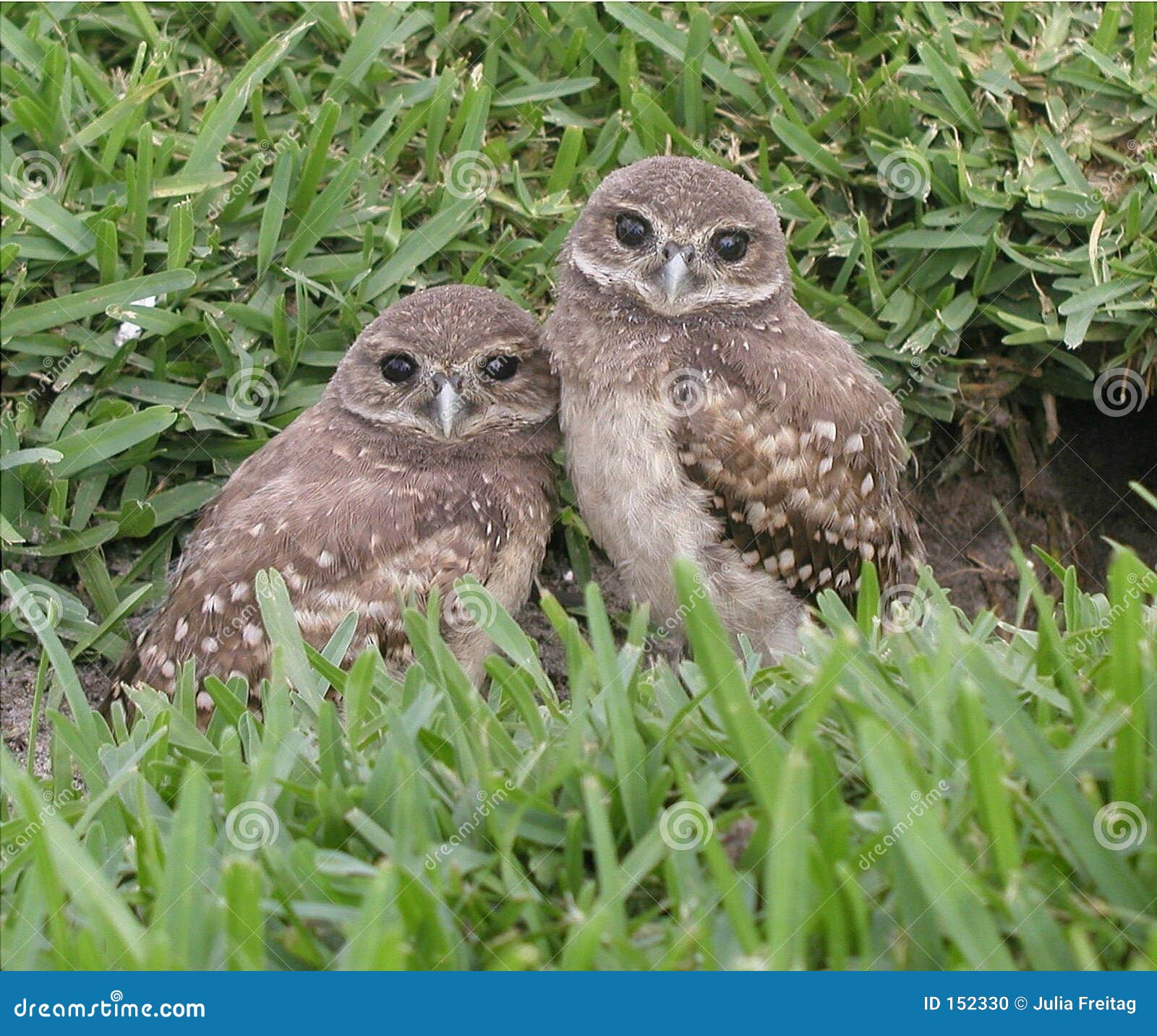 Creuser le hibou Babys photo stock. Image du oiseaux, chéris 152330