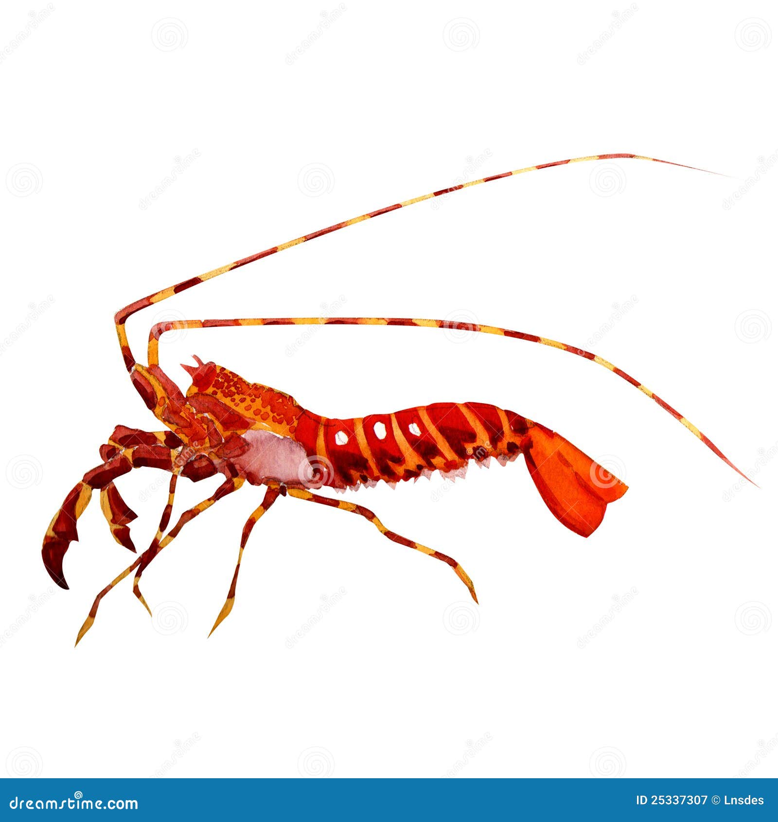 Crevette. Peinture D'aquarelle Illustration Stock - Illustration du