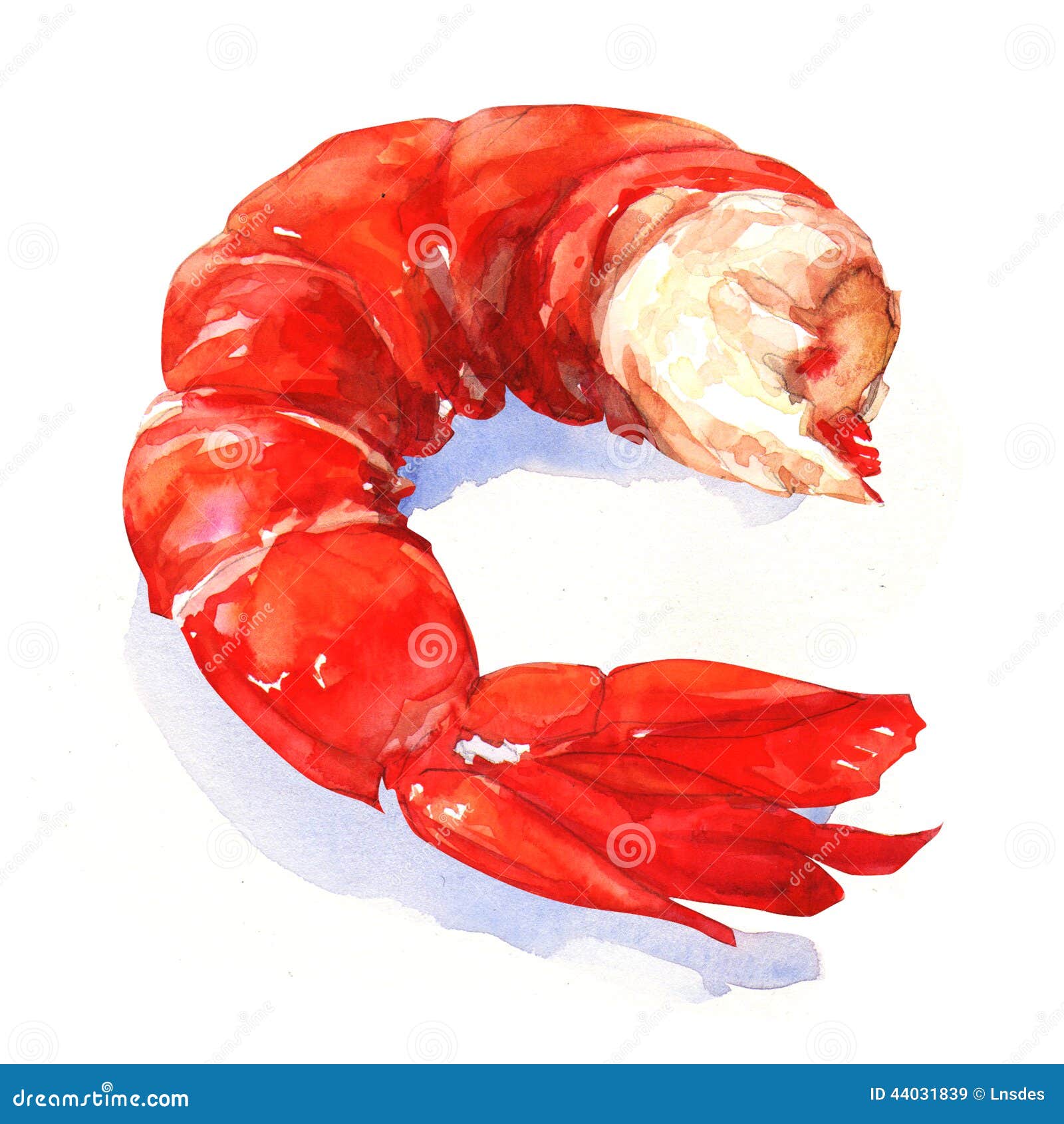 Crevette Peinture D'aquarelle Illustration Stock - Illustration du