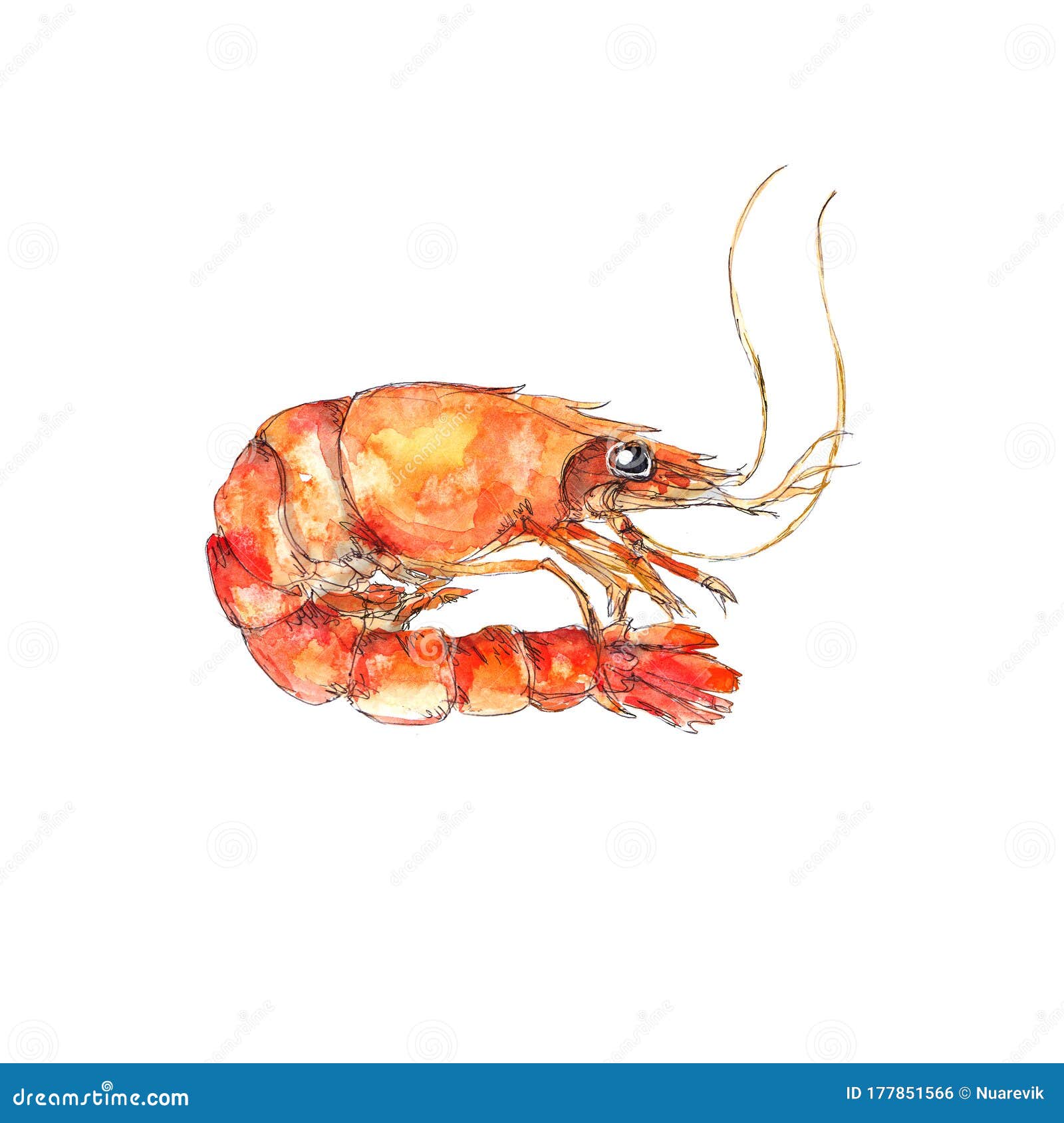 clipart de crevettes aquarelle 16548056 PNG