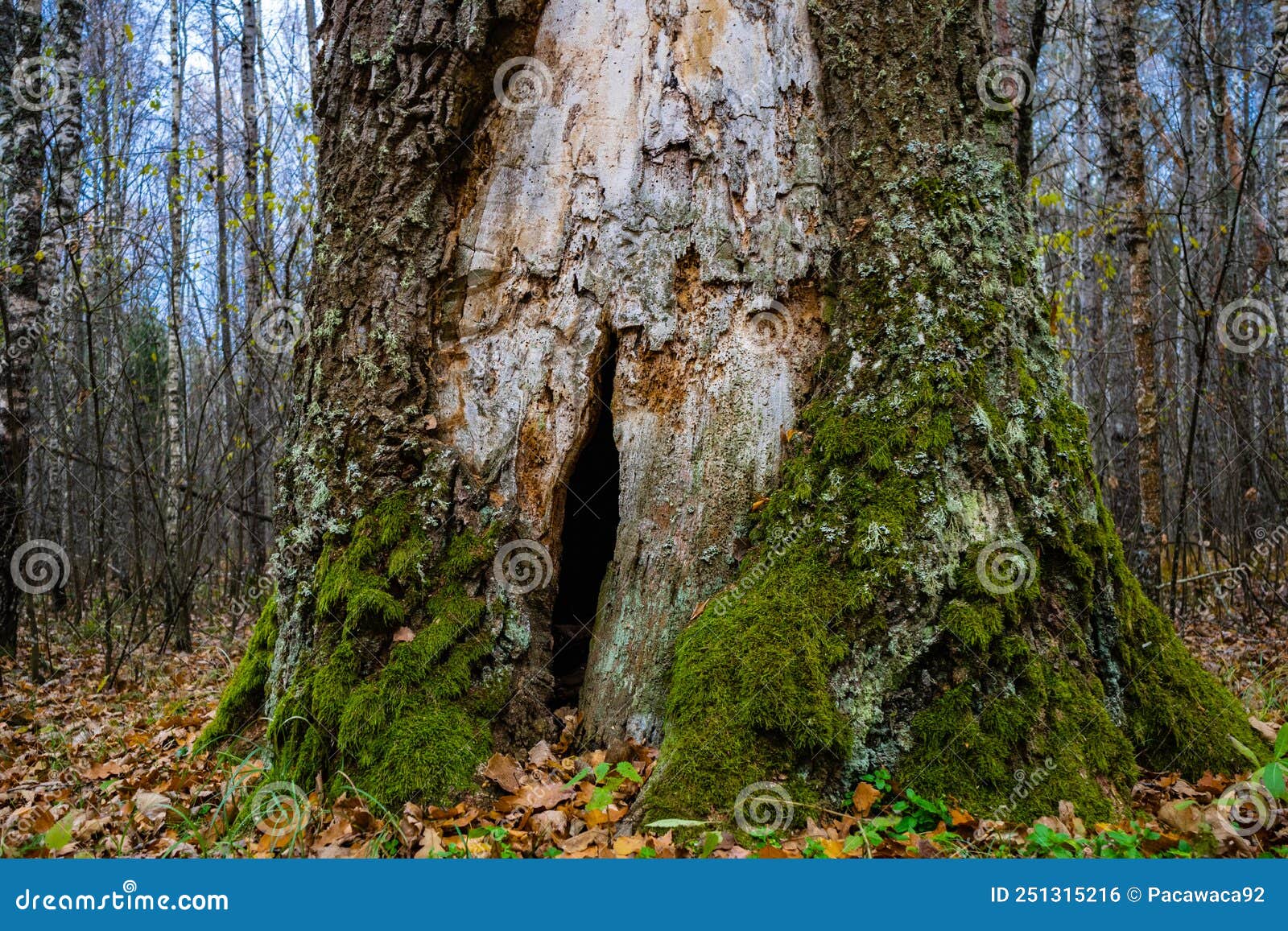 Crevice in the Base of an Old Large Oak Tree. Crack in Tree Trunk Stock