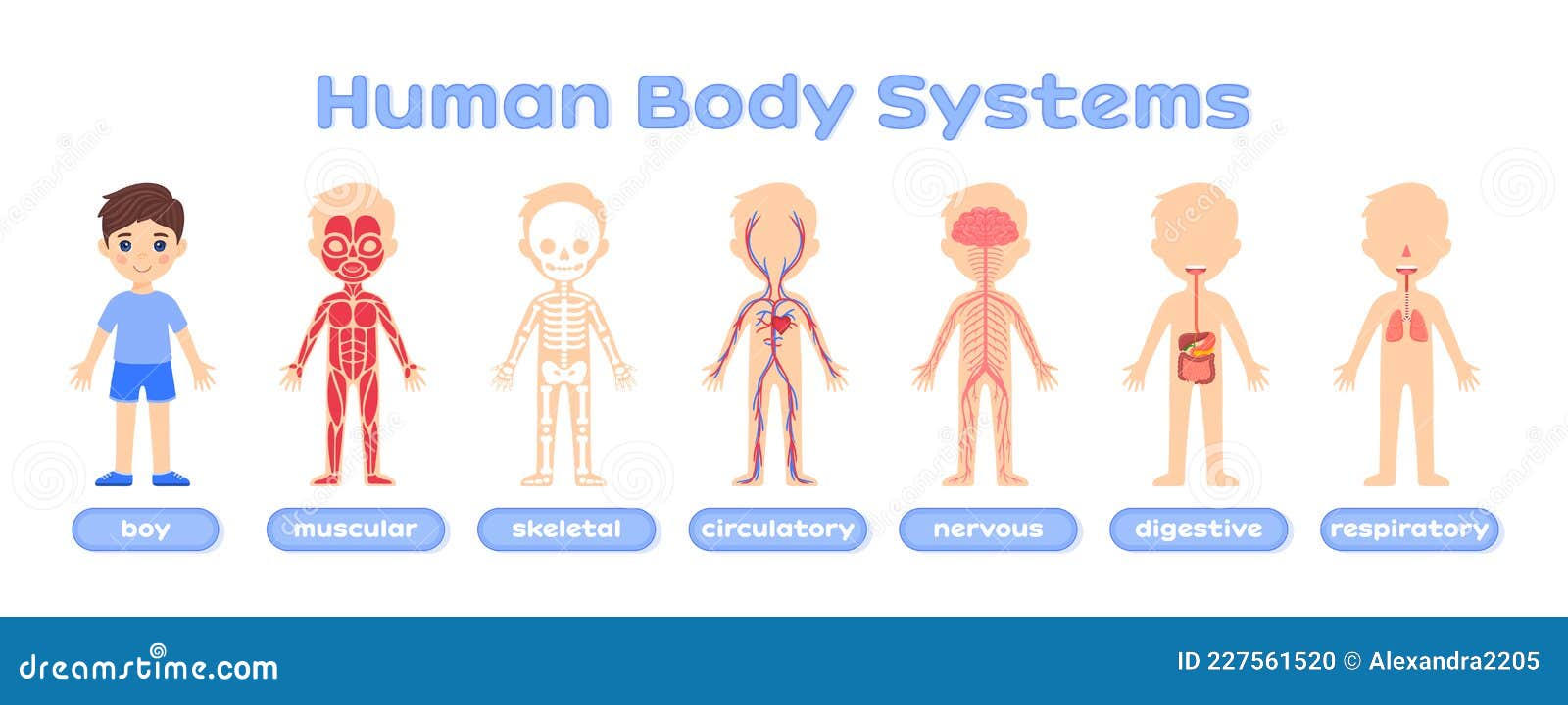 Sistema Nervoso - Corpo Humano para crianças 