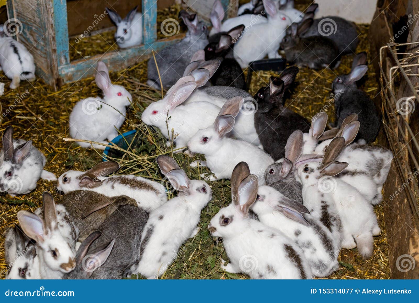 recuperar Florecer afijo Crianza De Un Grupo Grande De Conejos En Una Pequeña Vertiente Imagen de  archivo - Imagen de coma, crianza: 153314077