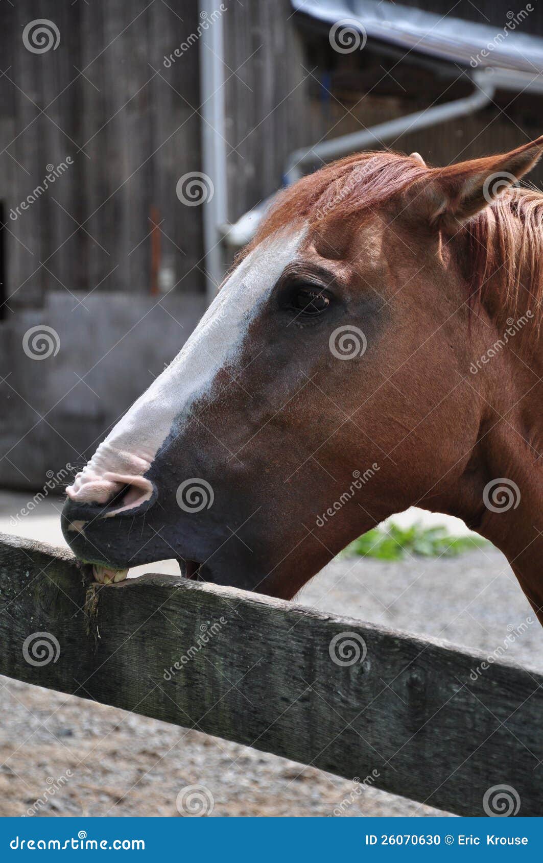 Cribbing Horse stock photo. Image of portrait, beautiful 26070630