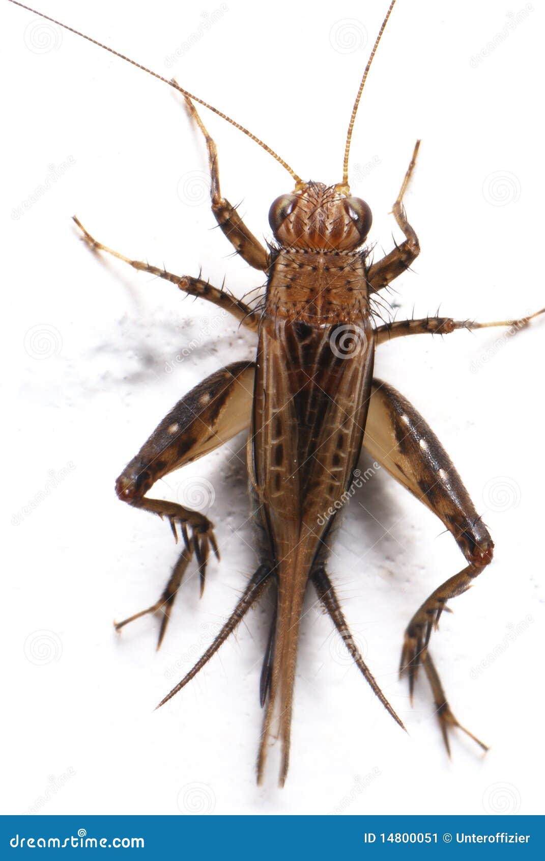 Cricket Stock Images Download 15,275 Royalty Free Photos