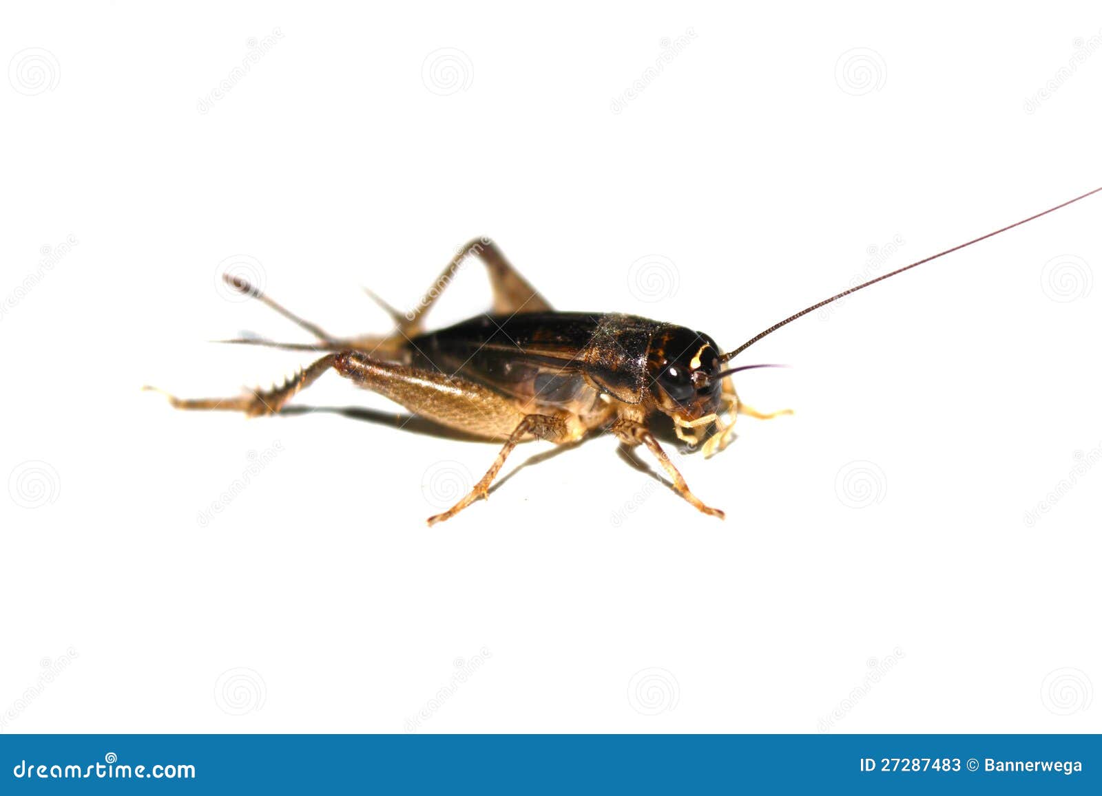Cricket stock image. Image of single, cricket, entomology 27287483
