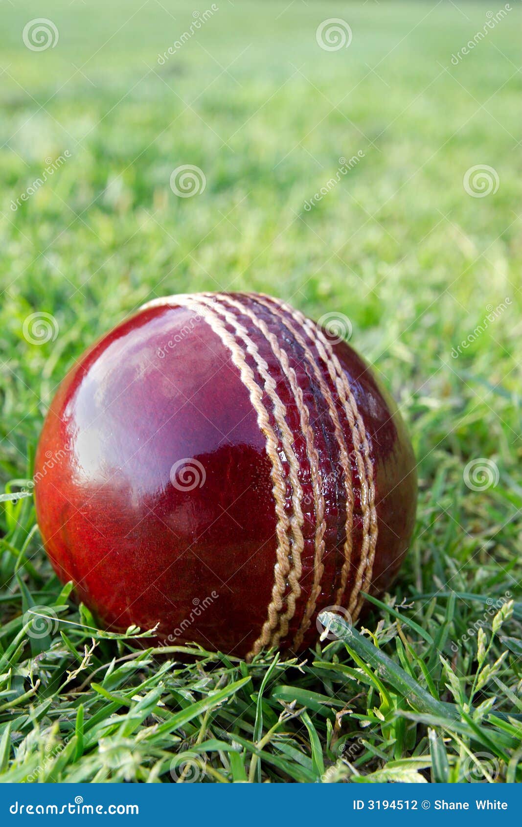 Cricket Ball on Green Grass. Stock Photo Image of cherry, field 3194512