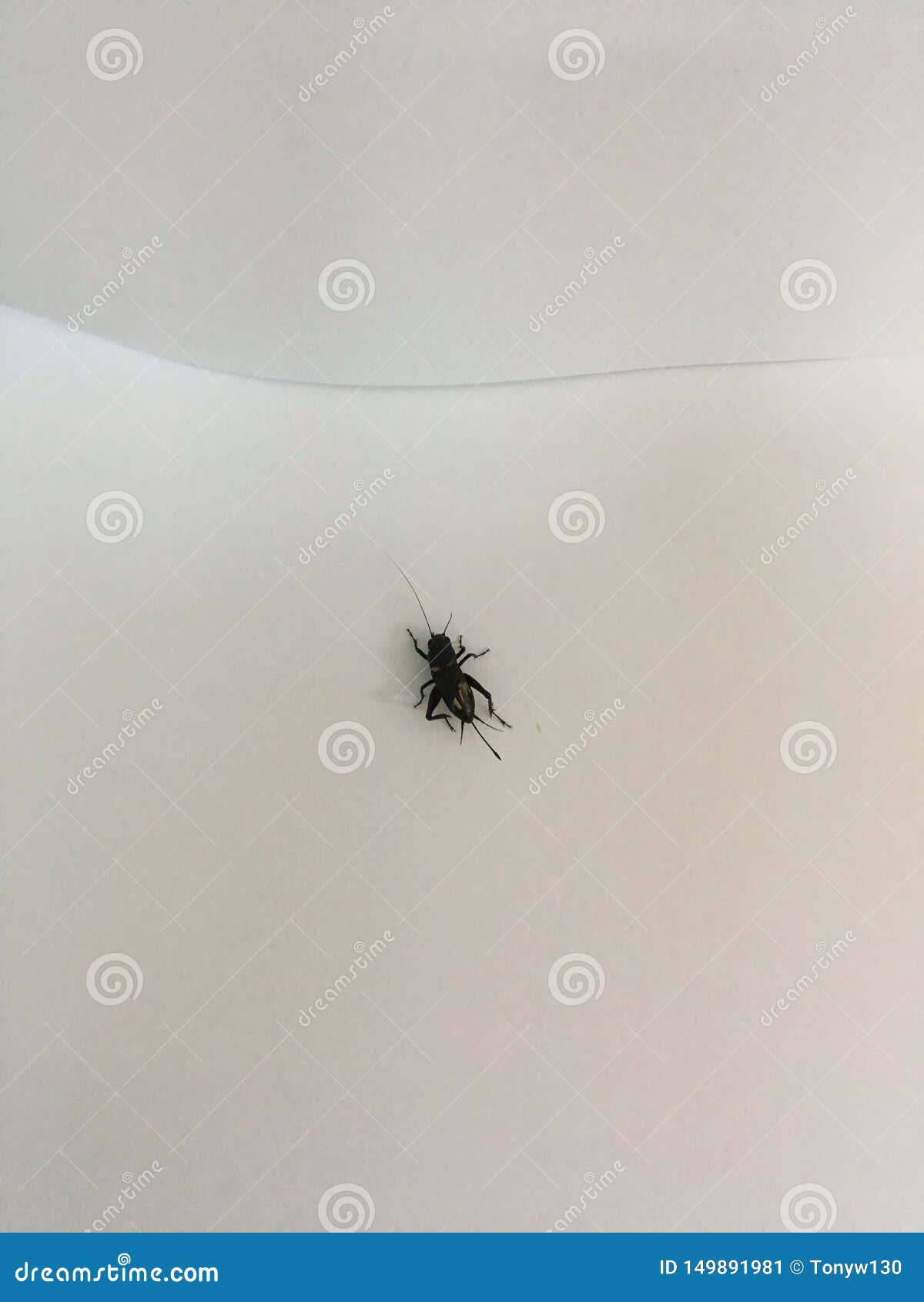 A Cricket is Crawling on Floor Stock Image Image of insect