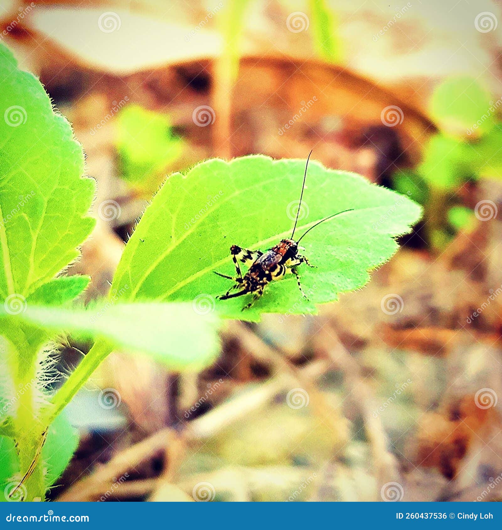 Cricket stock photo. Image of animal, plant, crickets 260437536