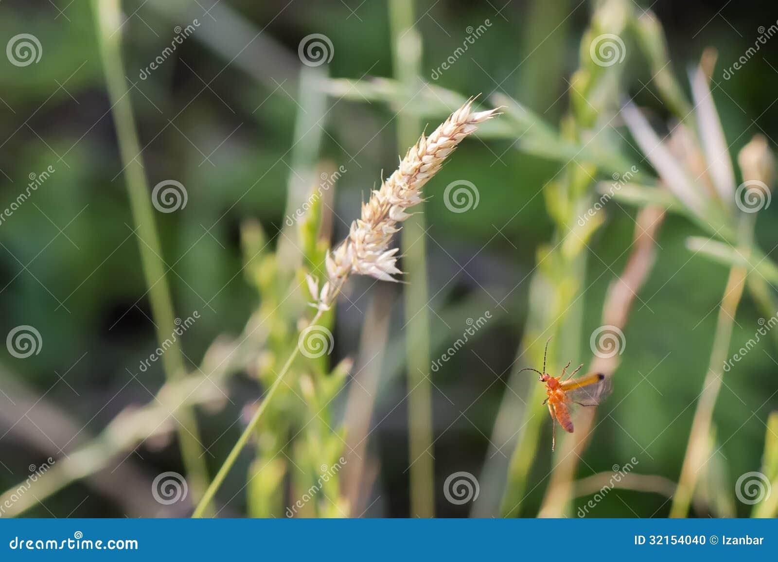 A Cricket while Flying To a Spike Stock Photo Image of night, couple 32154040