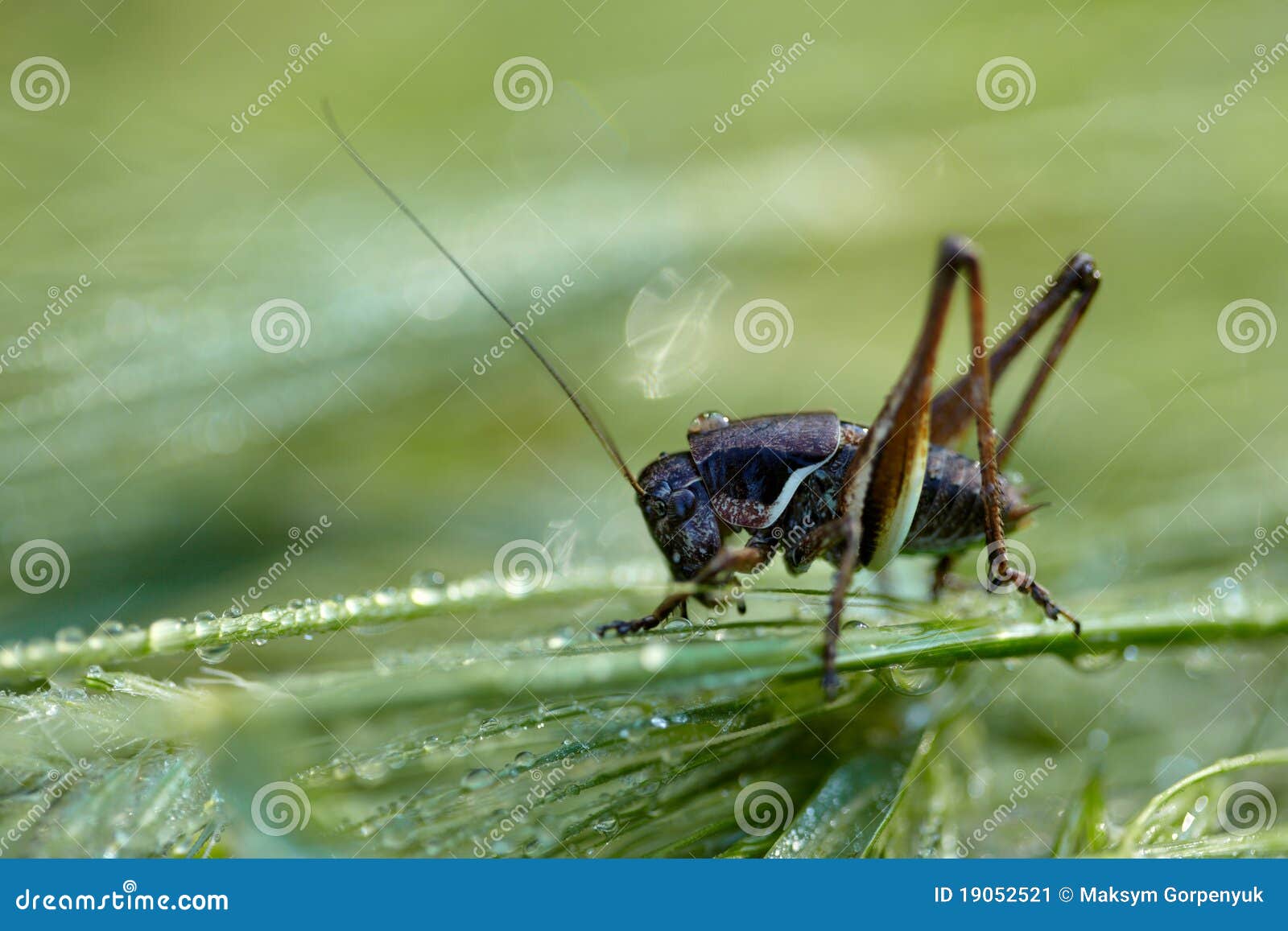 Cricket Pen Stock Photos - Free & Royalty-Free Stock Photos from Dreamstime