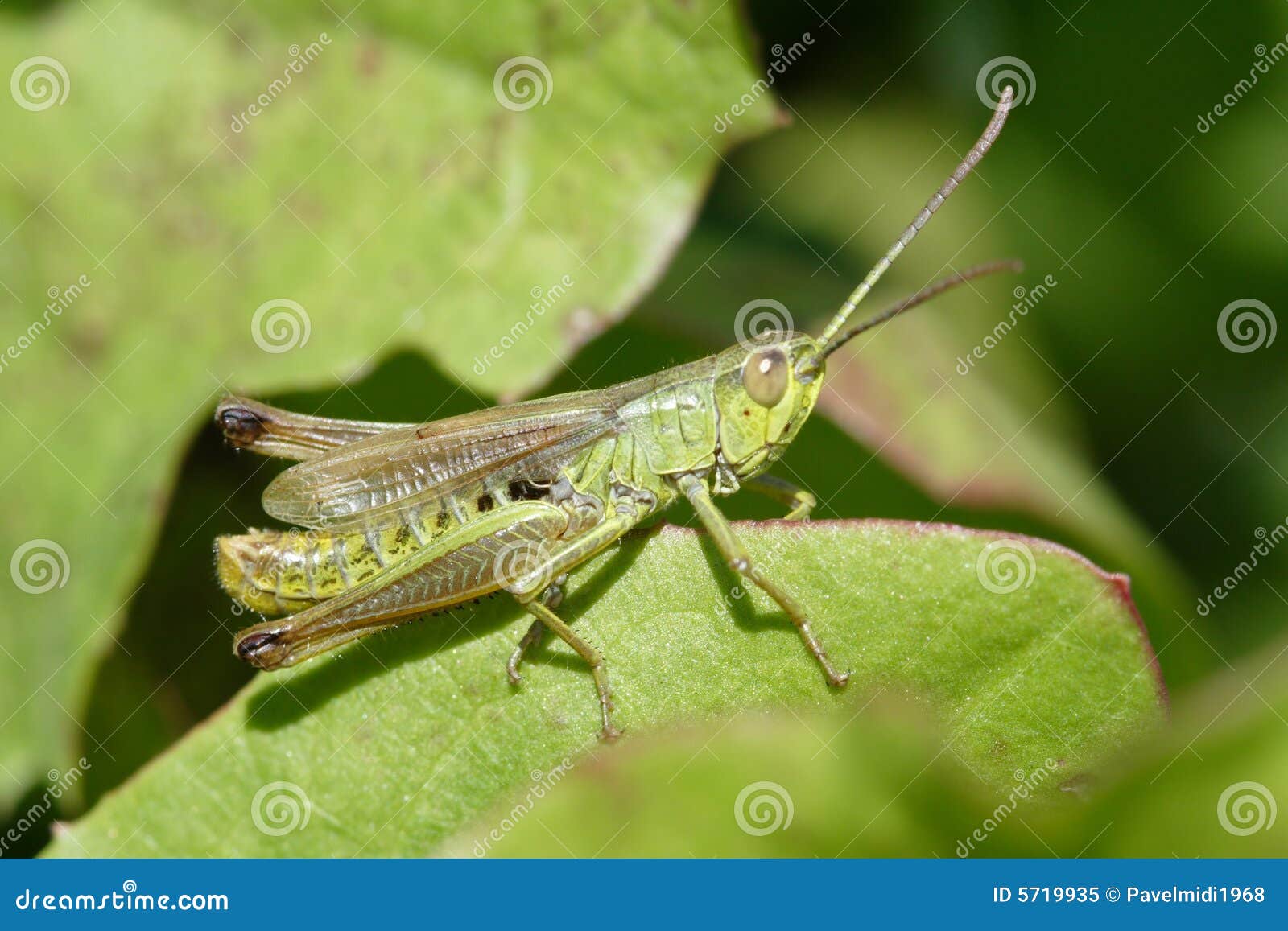 cricket insect