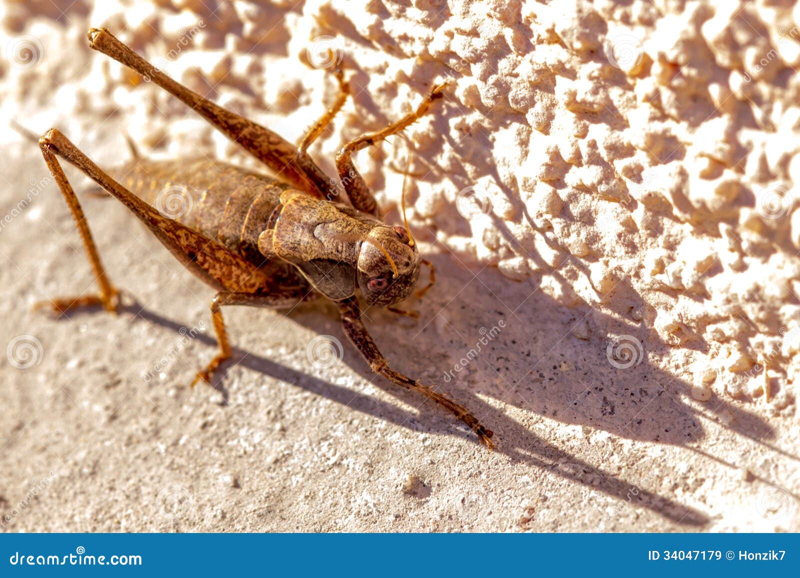 A cricket ready to jump stock image. Image of close, macro 34047179