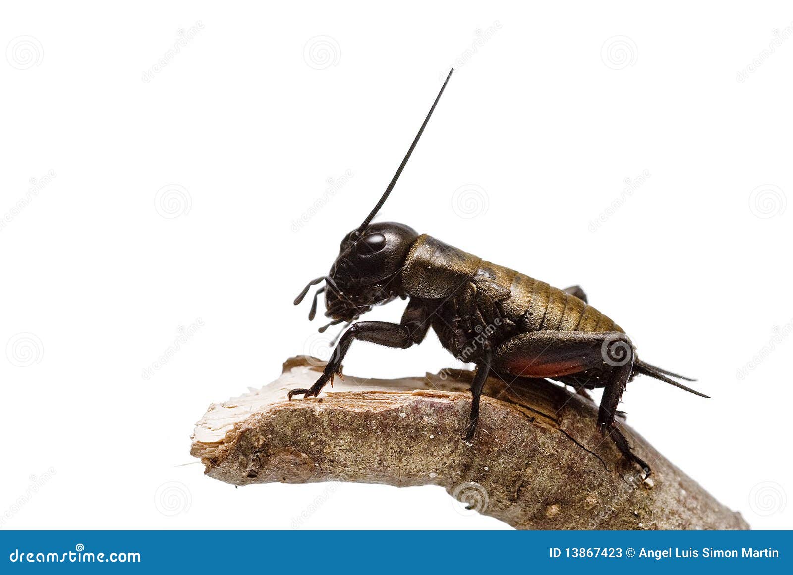 A cricket on a stick. stock image. Image of insect, disputation 13867423