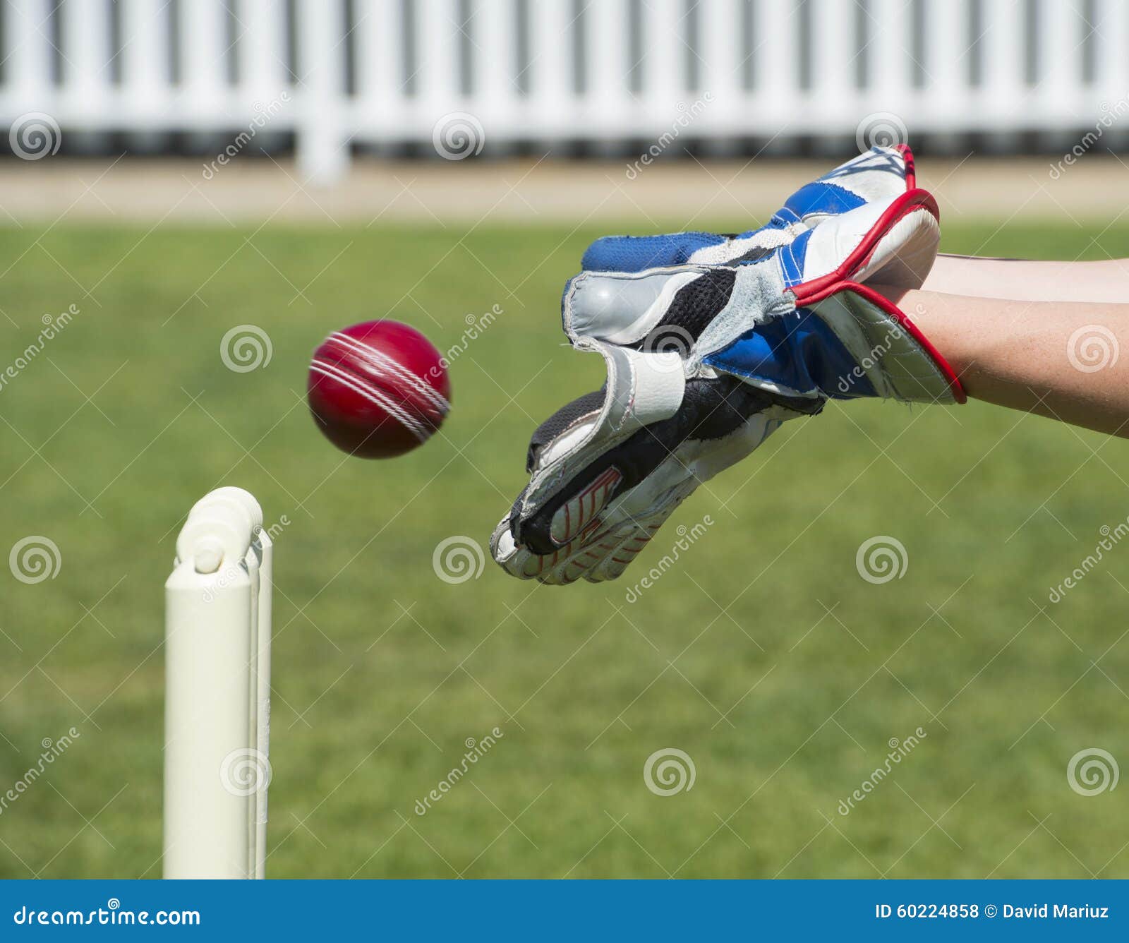 cricket wicket-keeper catching cricket ball including wicket in background  Stock Vector