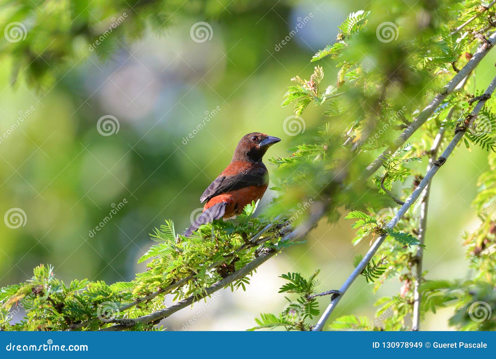 crimson-backed tanager