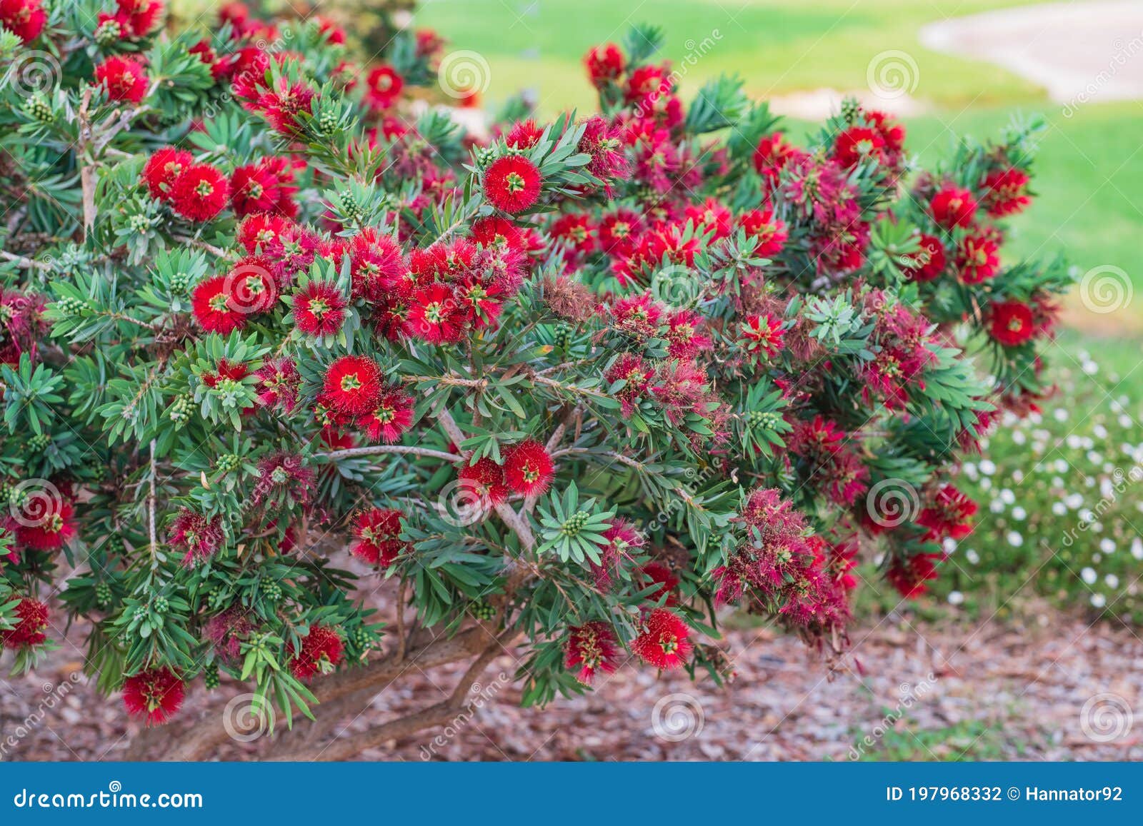 crimson bottlebrush, melaleuca citrina, an evergreen shrub with bright flowers