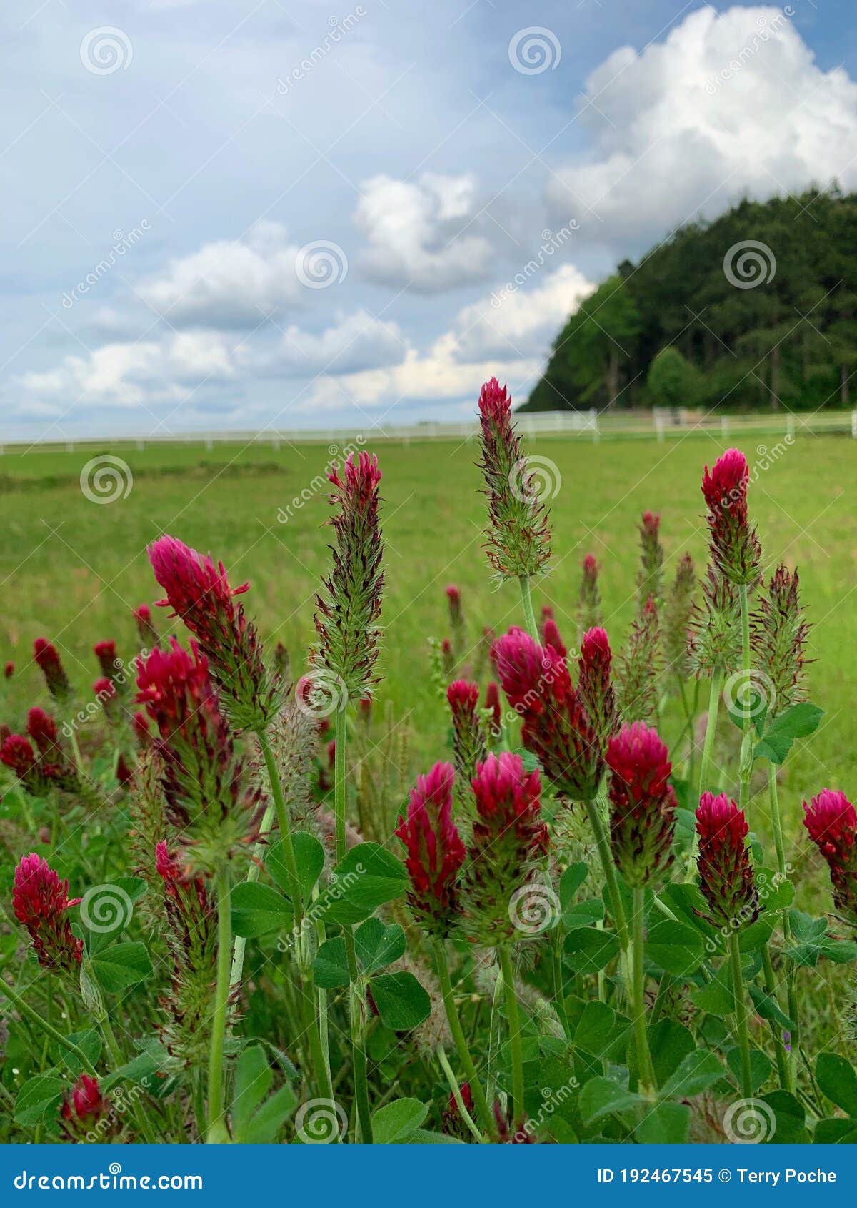 Crimson Clover stock image. Image of clouds, pasture 192467545