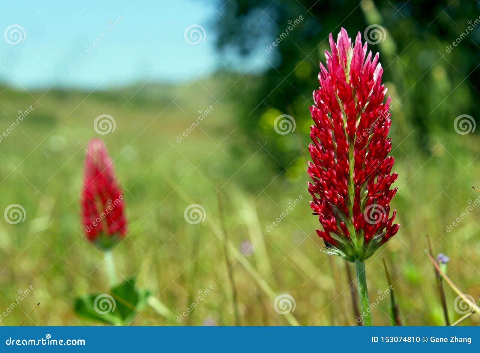 crimson clover or italian clover