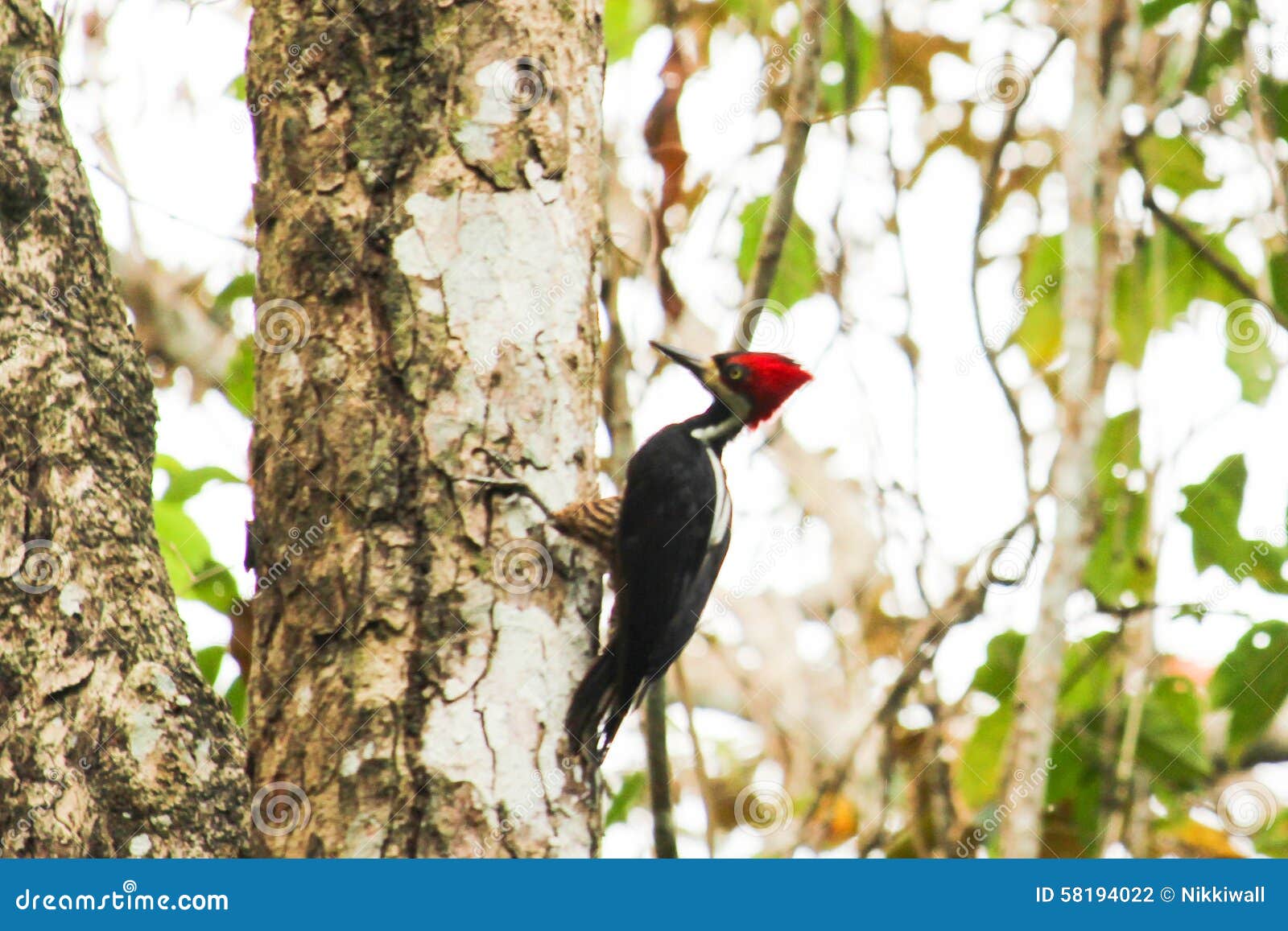 Crimson Crested Woodpecker on a Tree Stock Photo - Image of crested