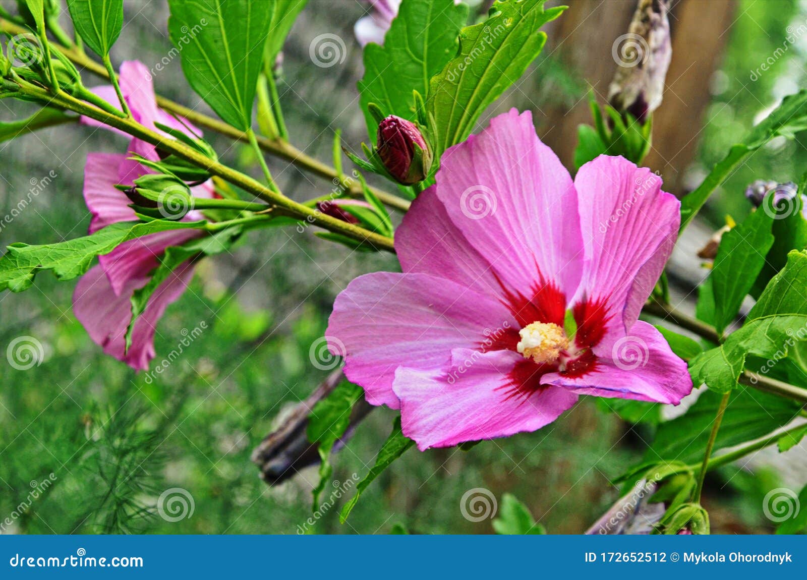 Hibiscus Mutabilis - Changing Rose, Confederate Rose, Dixie Rosemallow ...