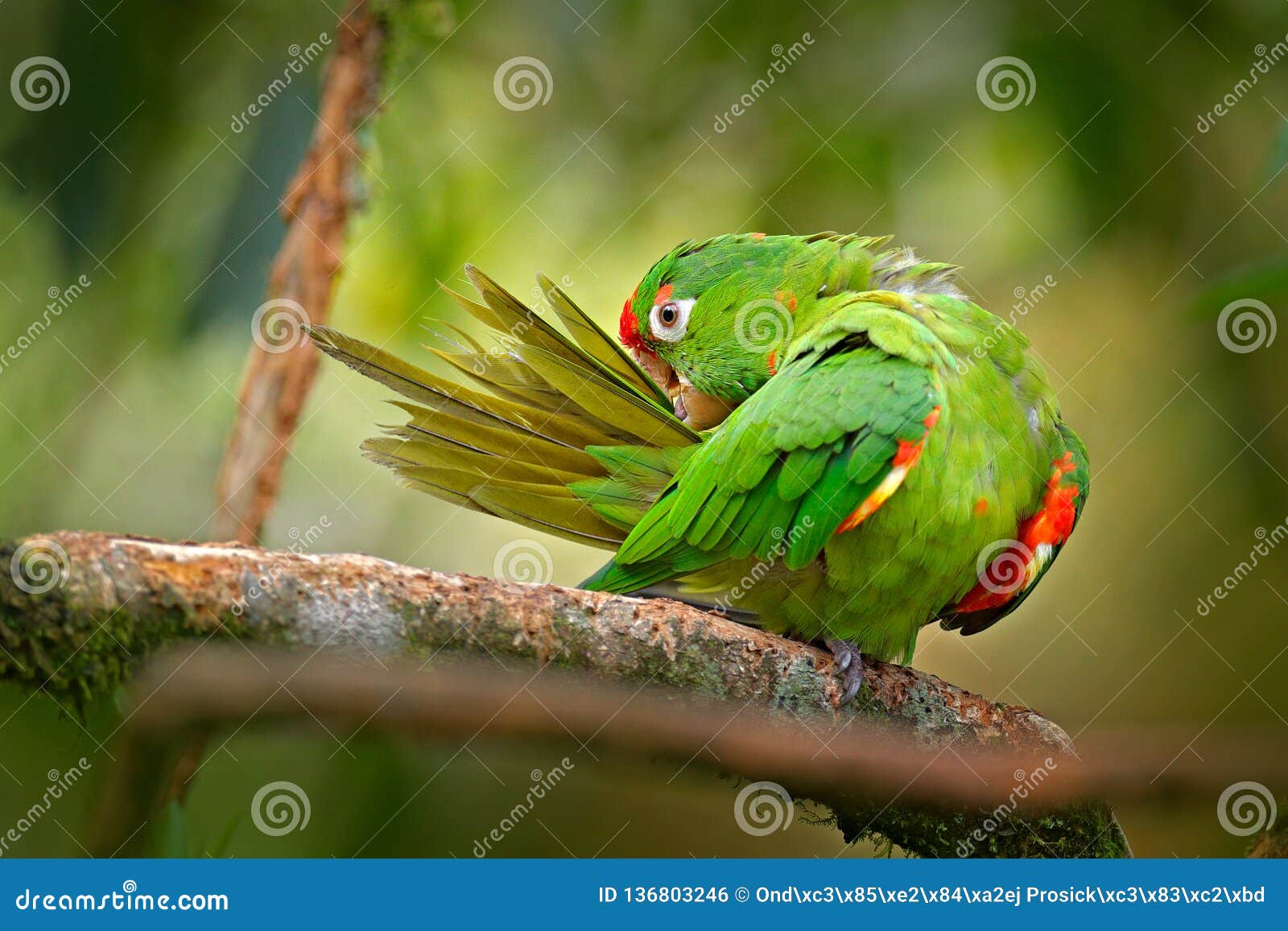 crimson-fronted parakeet aratinga finschi portrait of light green parrot with red head, costa rica. wildlife scene from tropical