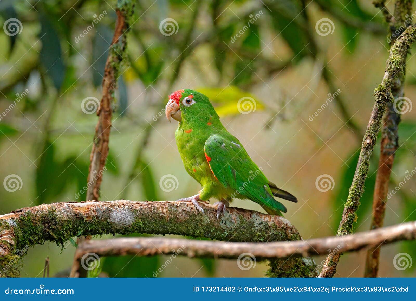 crimson-fronted parakeet (aratinga finschi) portrait of light green parrot with red head, costa rica. wildlife scene from tropical
