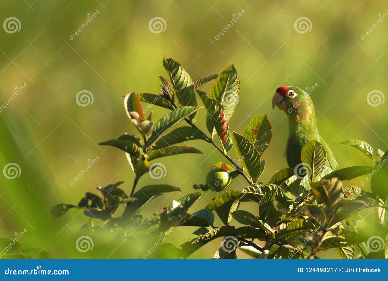 crimson-fronted parakeet - aratinga finschi sitting on tree in tropical mountain rain forest in costa rica, big green parrot with