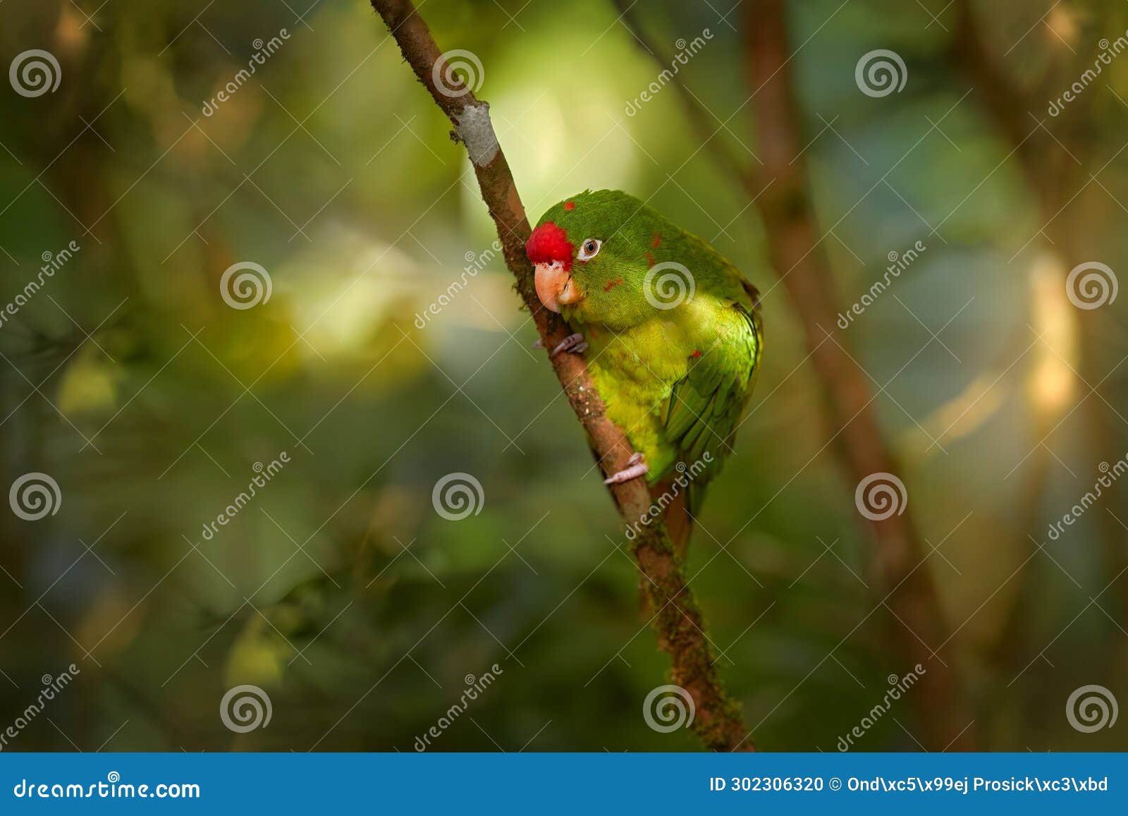 crimson-fronted parakeet, aratinga funschi, portrait of light green parrot with red head, costa rica. wildlife scene from tropical