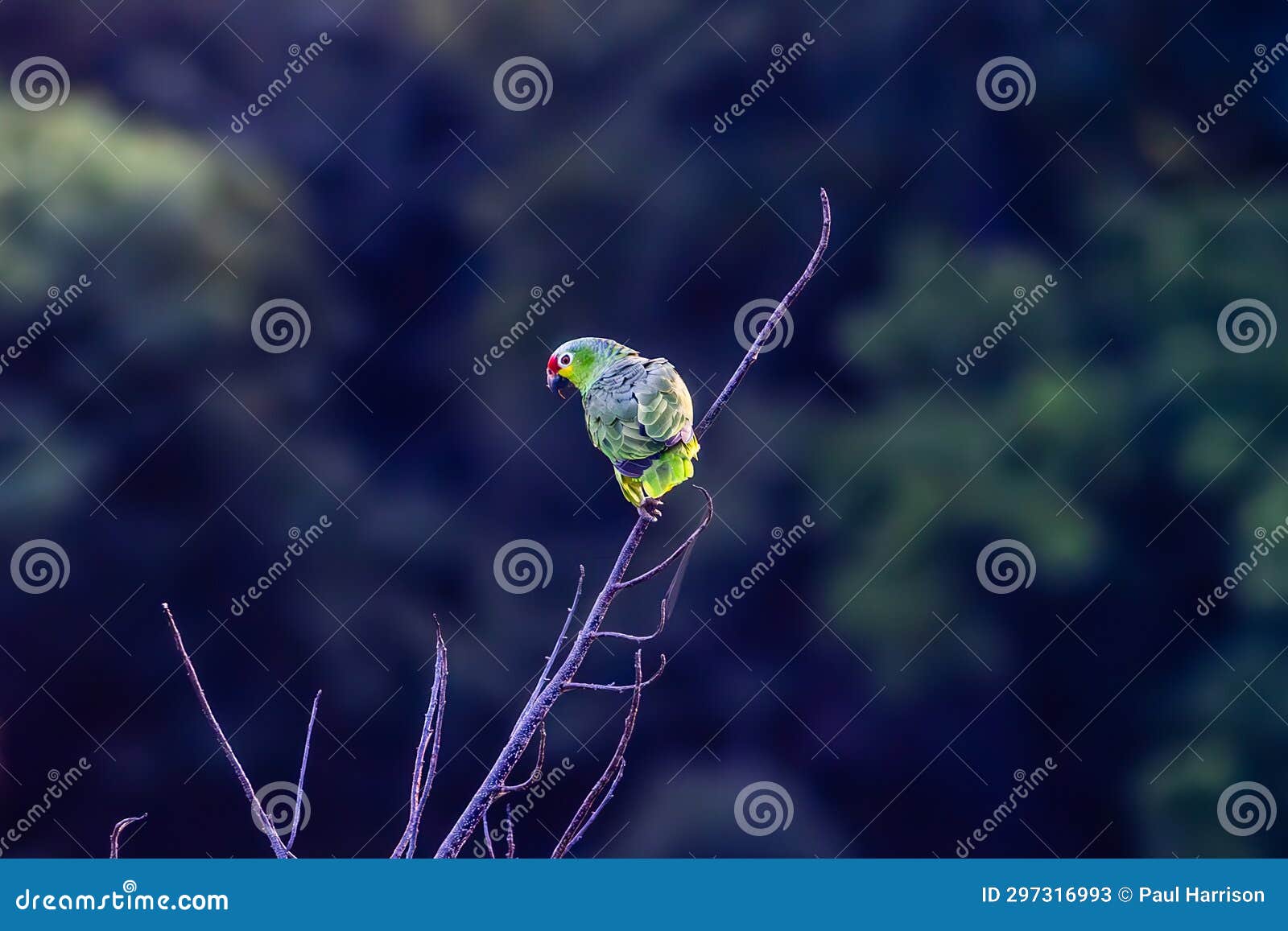 crimson fronted parakeet parador resort and spa manuel antonio