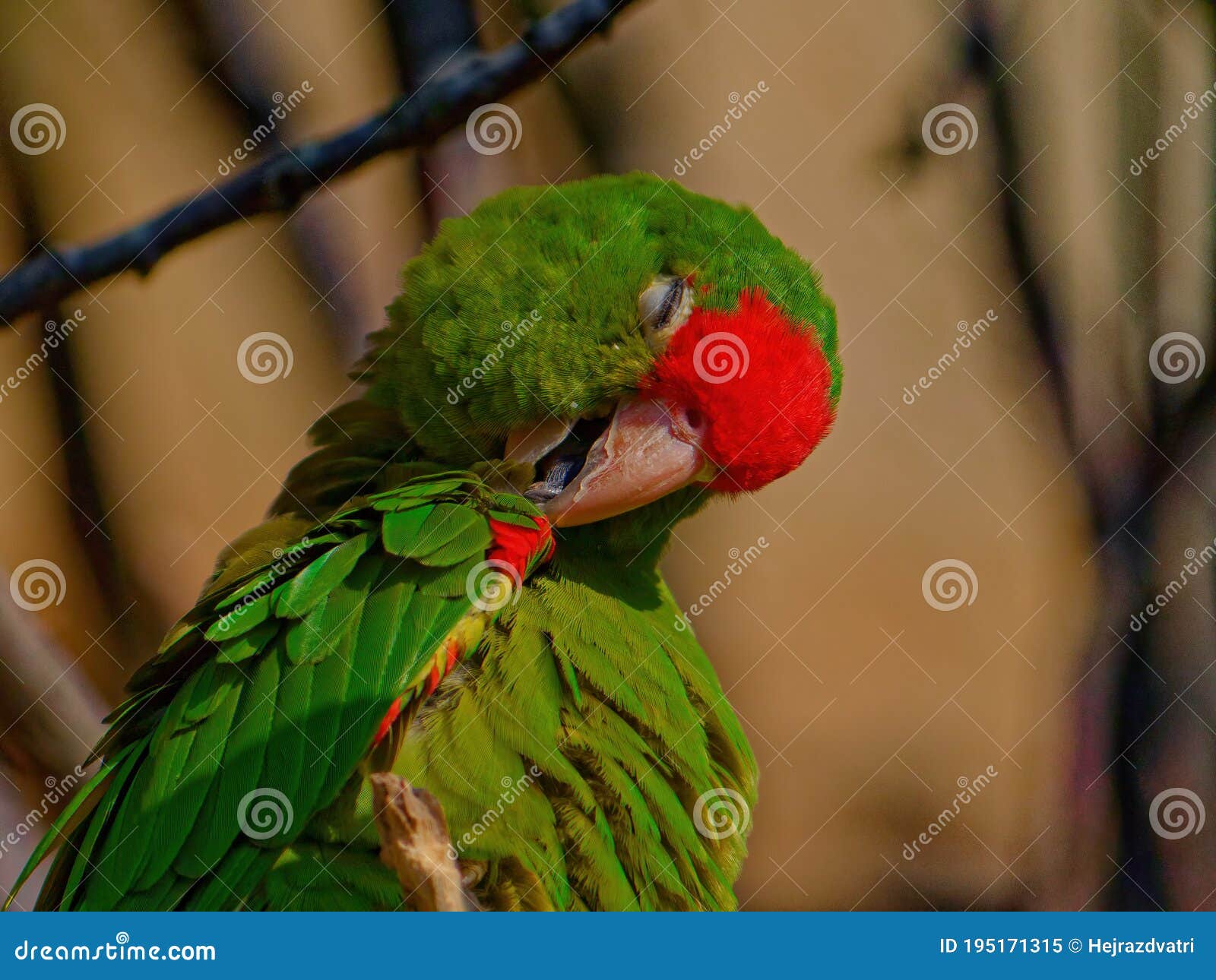 the crimson-fronted parakeet, psittacara finschi