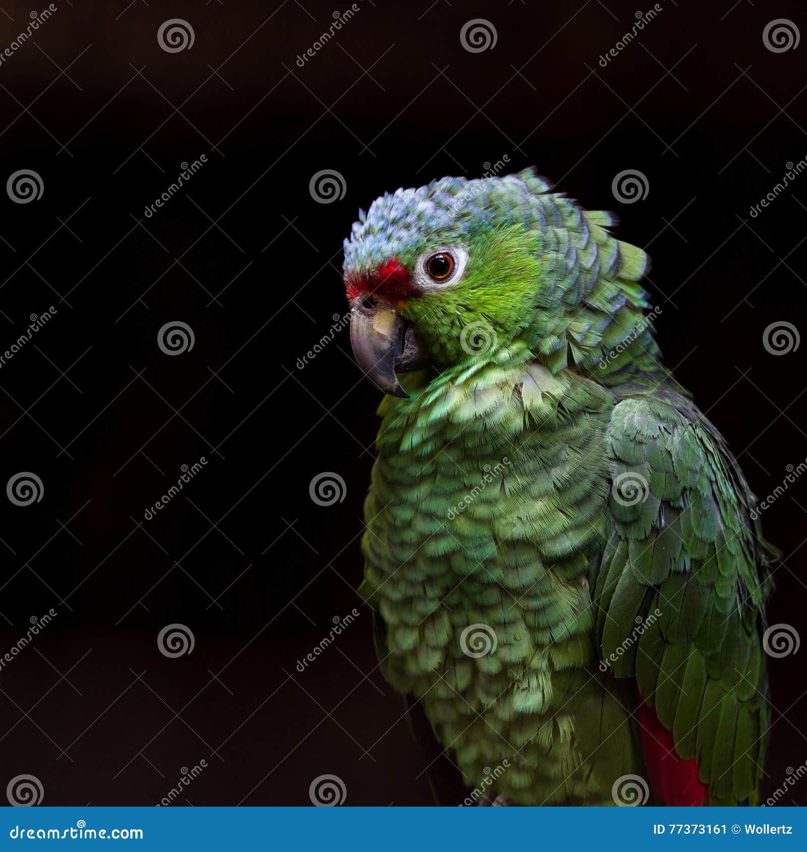 crimson fronted parakeet - psittacara finschi