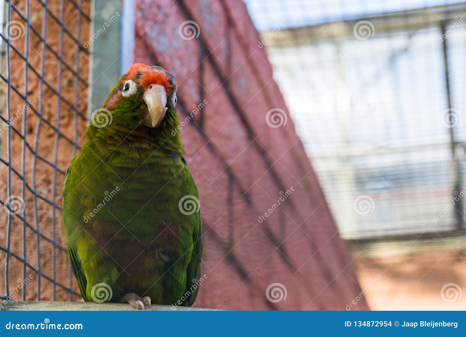 crimson fronted parakeet, a tropical green parrot from america