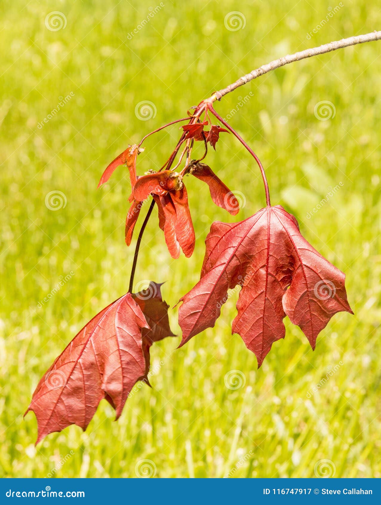 Acer platanoides Crimson King RED LEAVES Seeds!