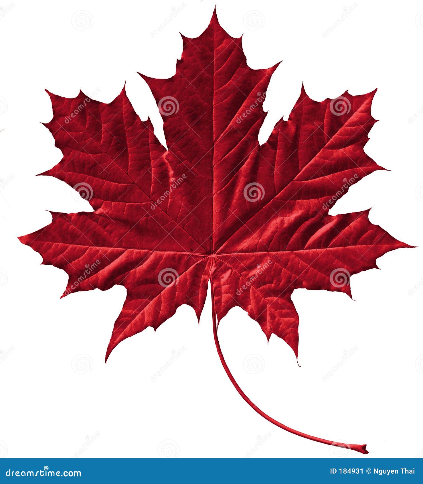 crimson maple leaf