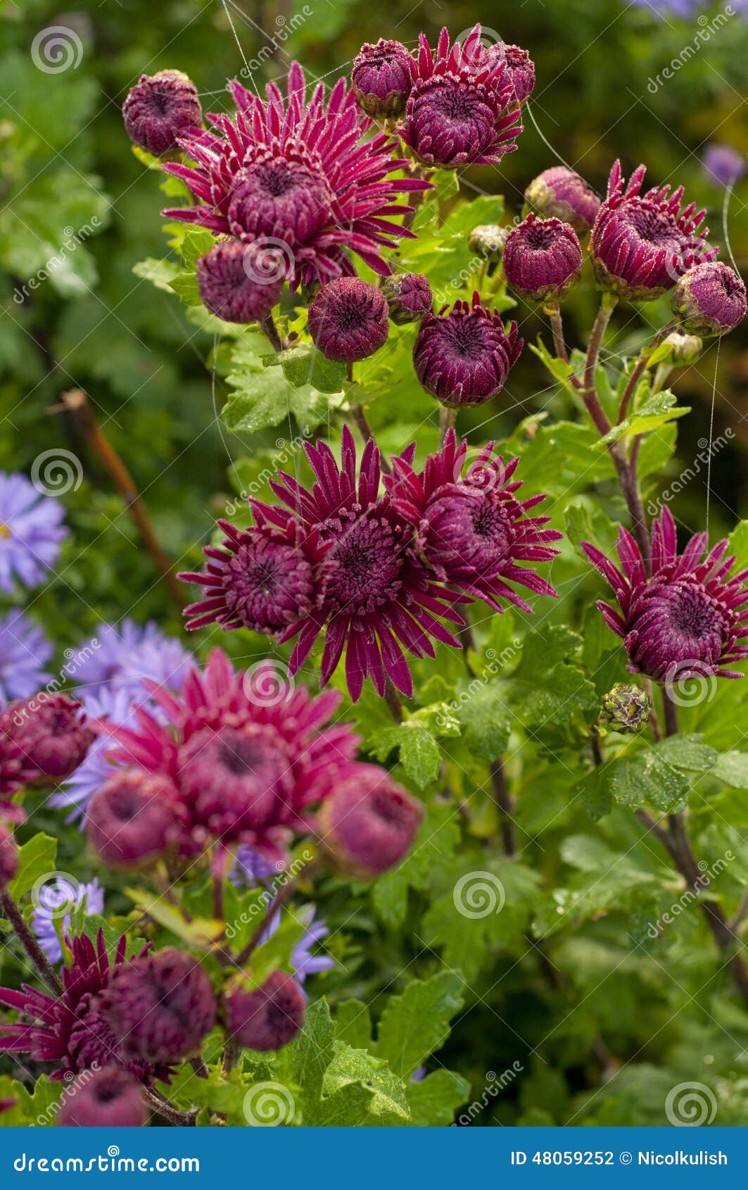 Crimson Red Chrysanthemum Bloom in the Fall in the Garden Close Stock