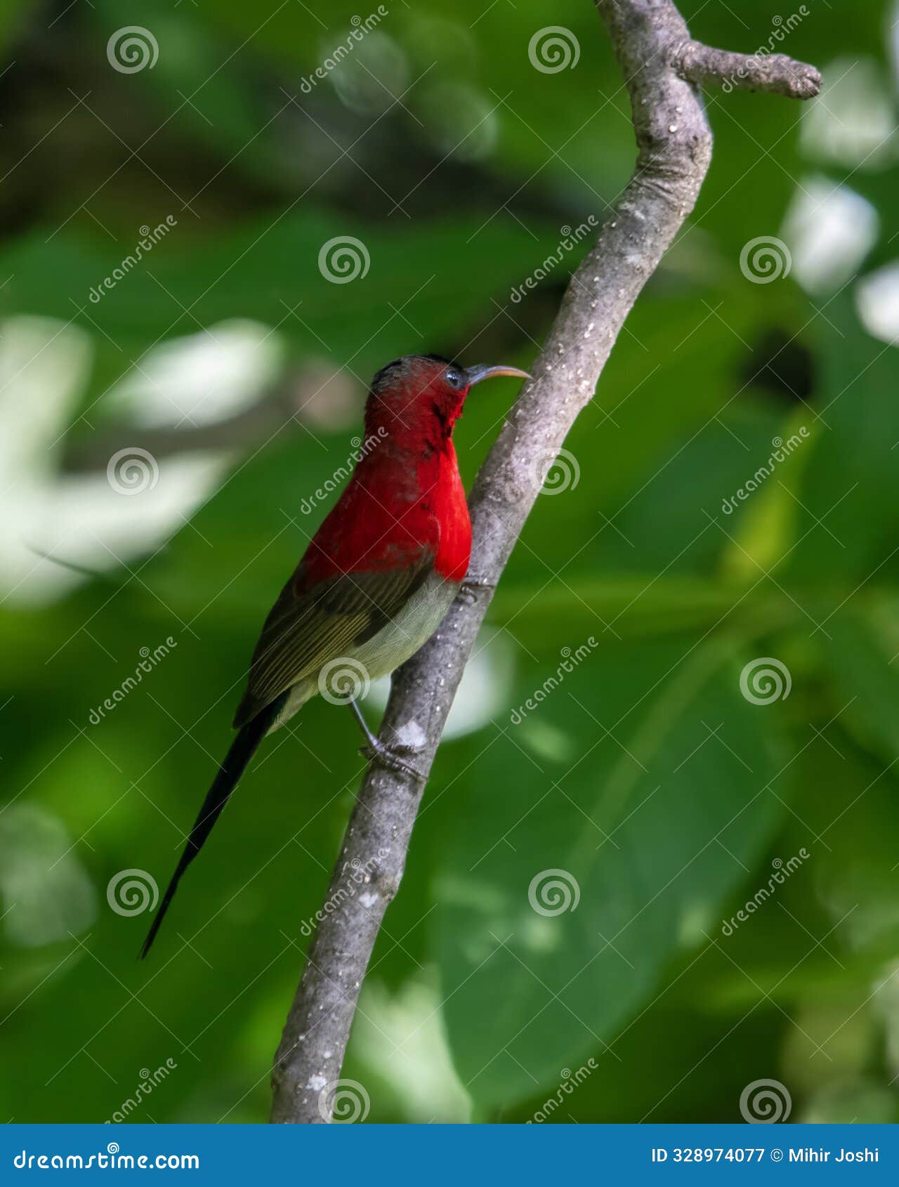 crimson sunbird or aethopyga siparaja in binsar in uttarakhand, india