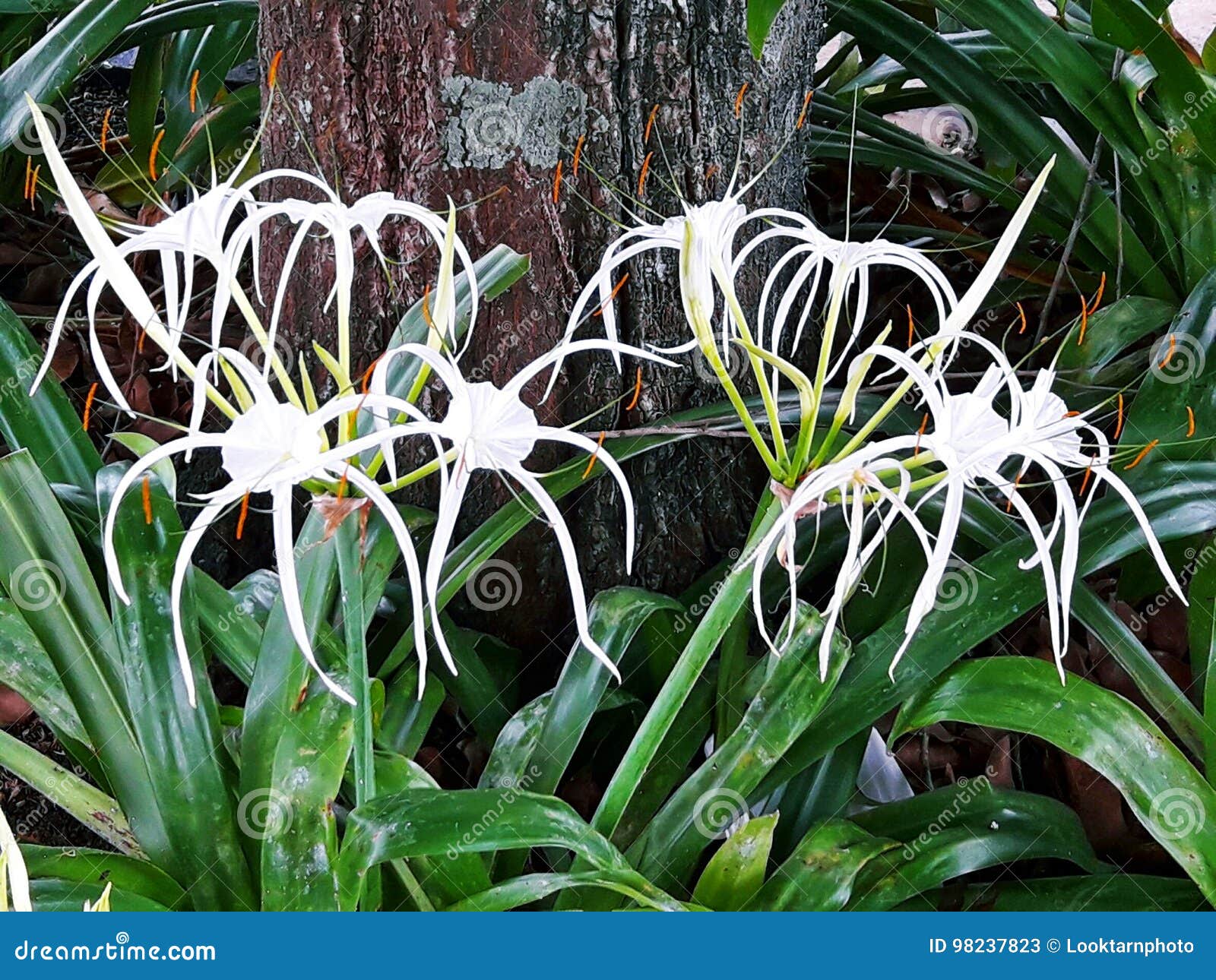 Crinum Lily Asiaticum C Giant White Spider Lily 5 bulbs
